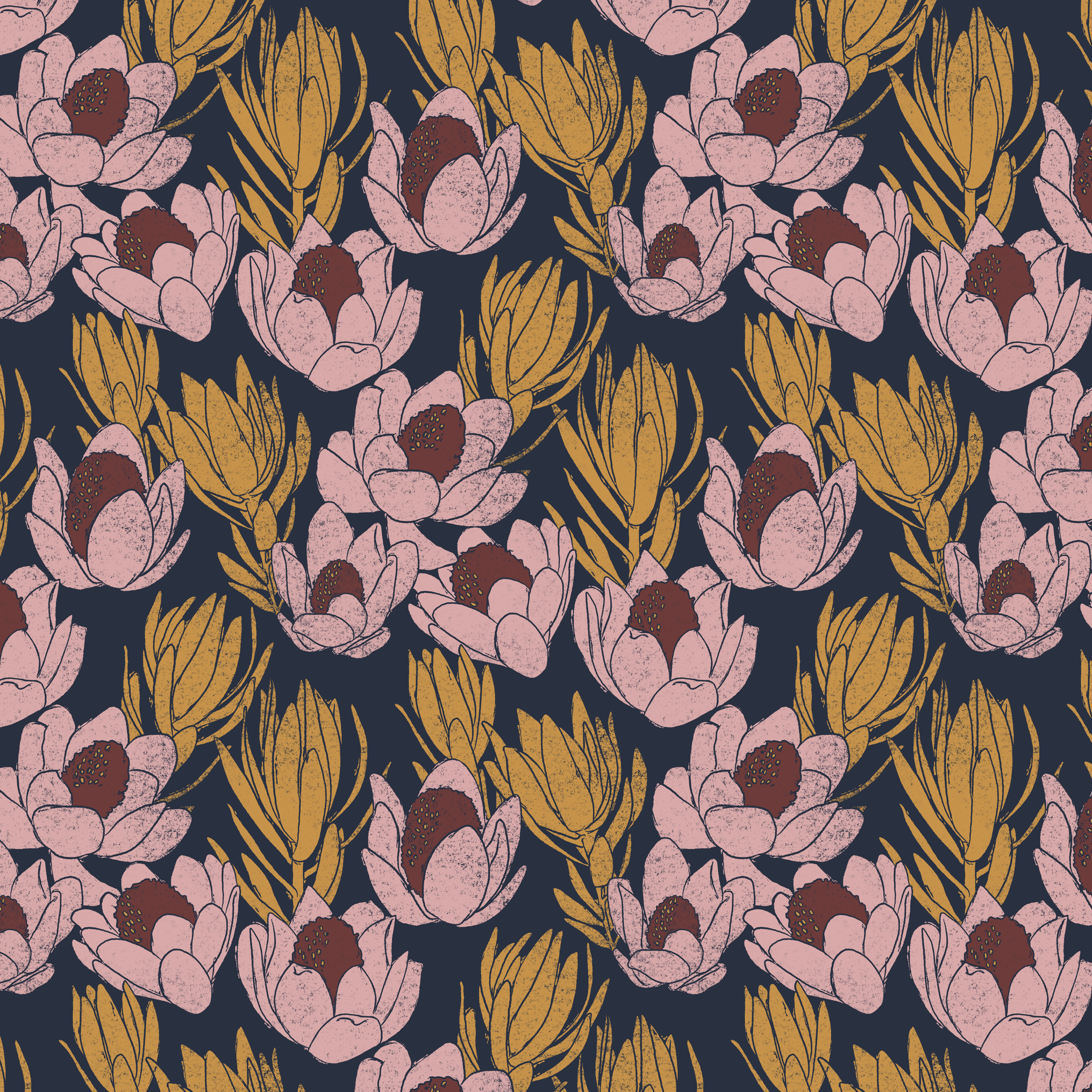 Cracked Conebush - midnight, dusty rose