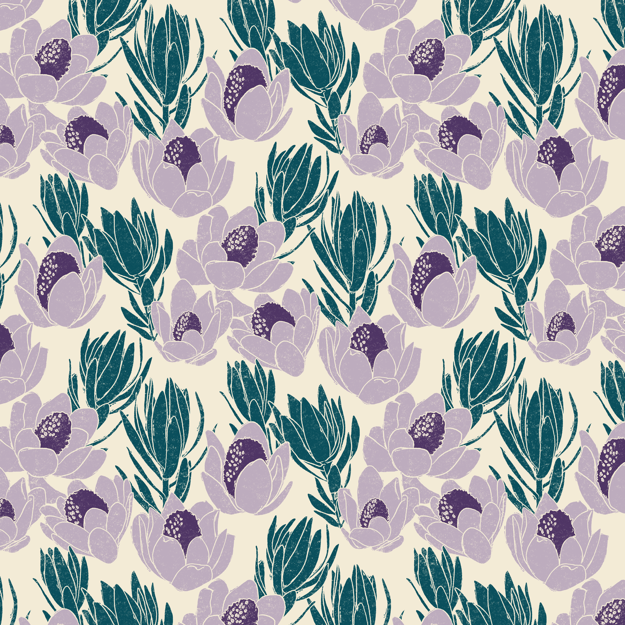 Cracked Conebush - off white, lavender frost