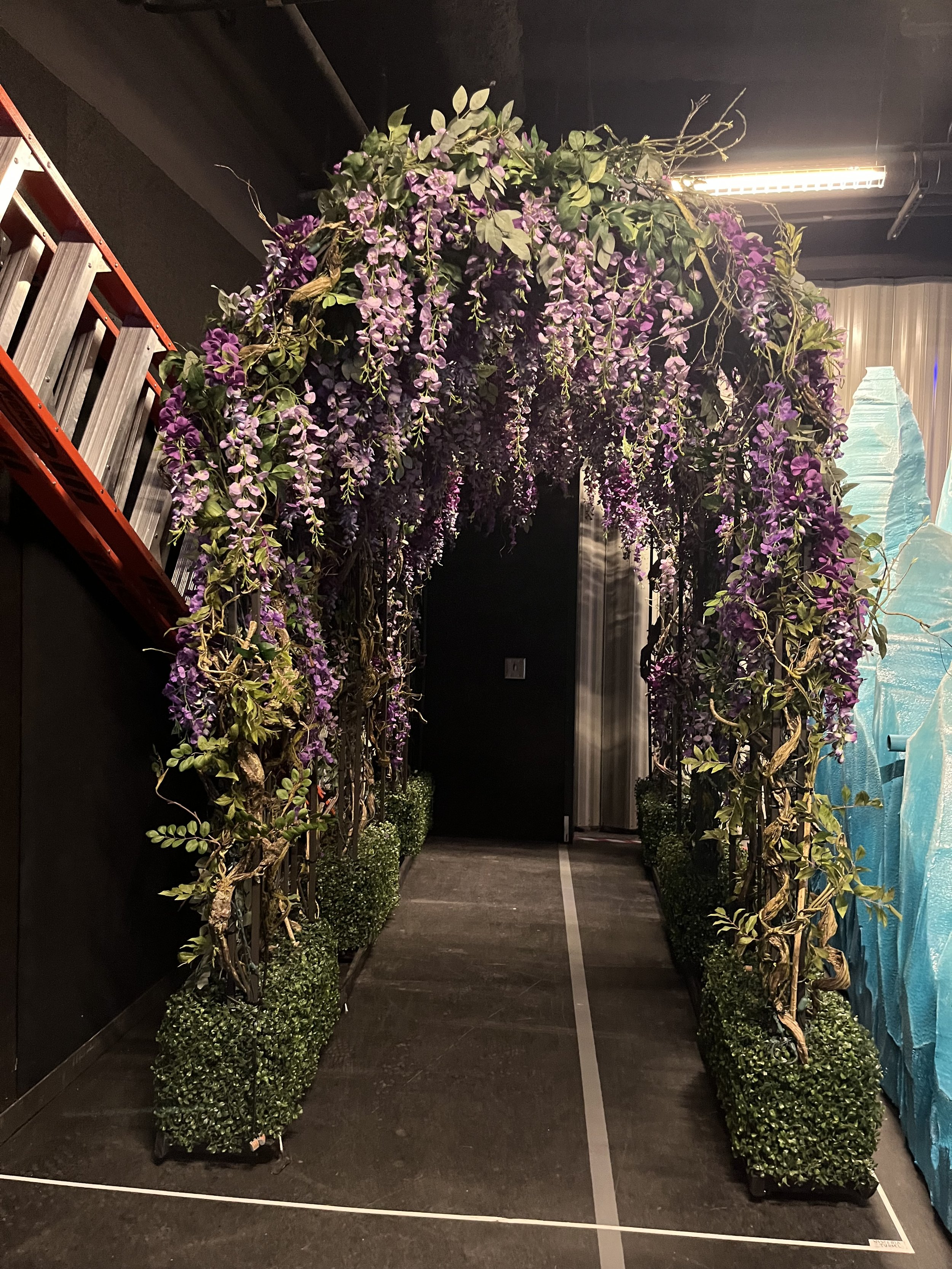 Wisteria arches. Frozen (HCT).