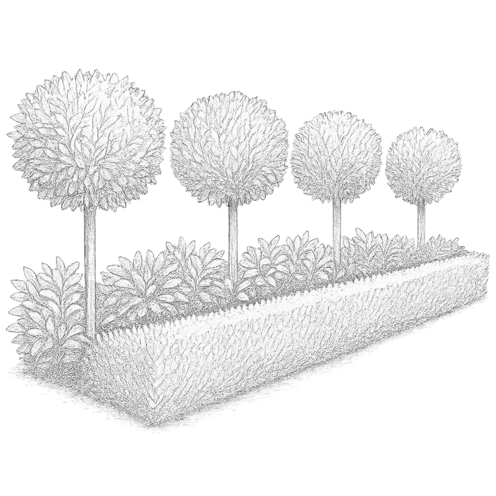 Sketch of a garden with five spherical topiary trees, smaller bushes, and a rectangular planter box at the base.