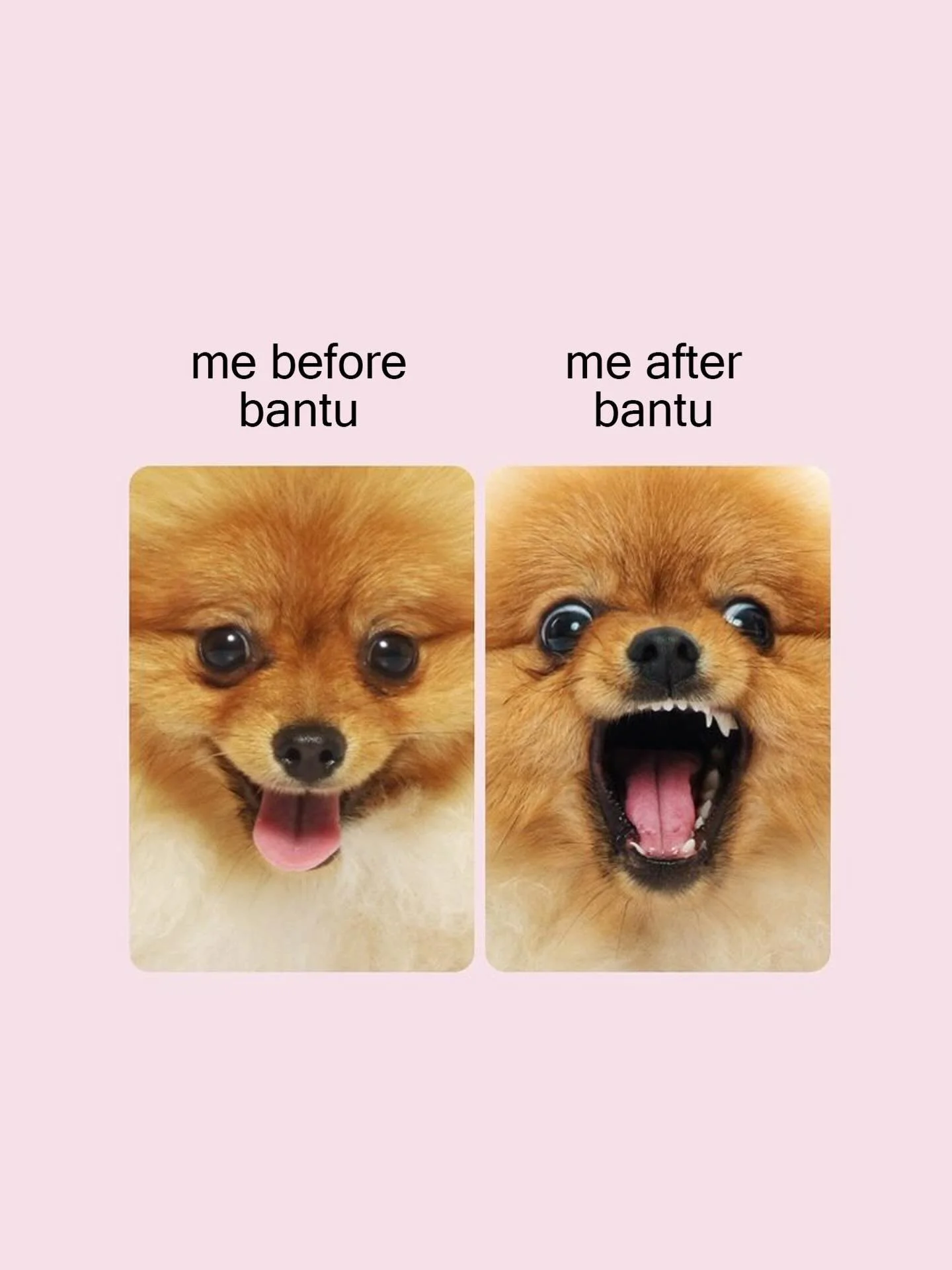 M&Ecirc;ME LES P&Eacute;TASSES SONT DE LA TEAM BANTU 🤣

#BANTU #BANTUDRINKS #BANTUBOISSON

&laquo;L&rsquo;abus d&rsquo;alcool est dangereux pour la sant&eacute;, &agrave; consommer avec mod&eacute;ration &raquo;