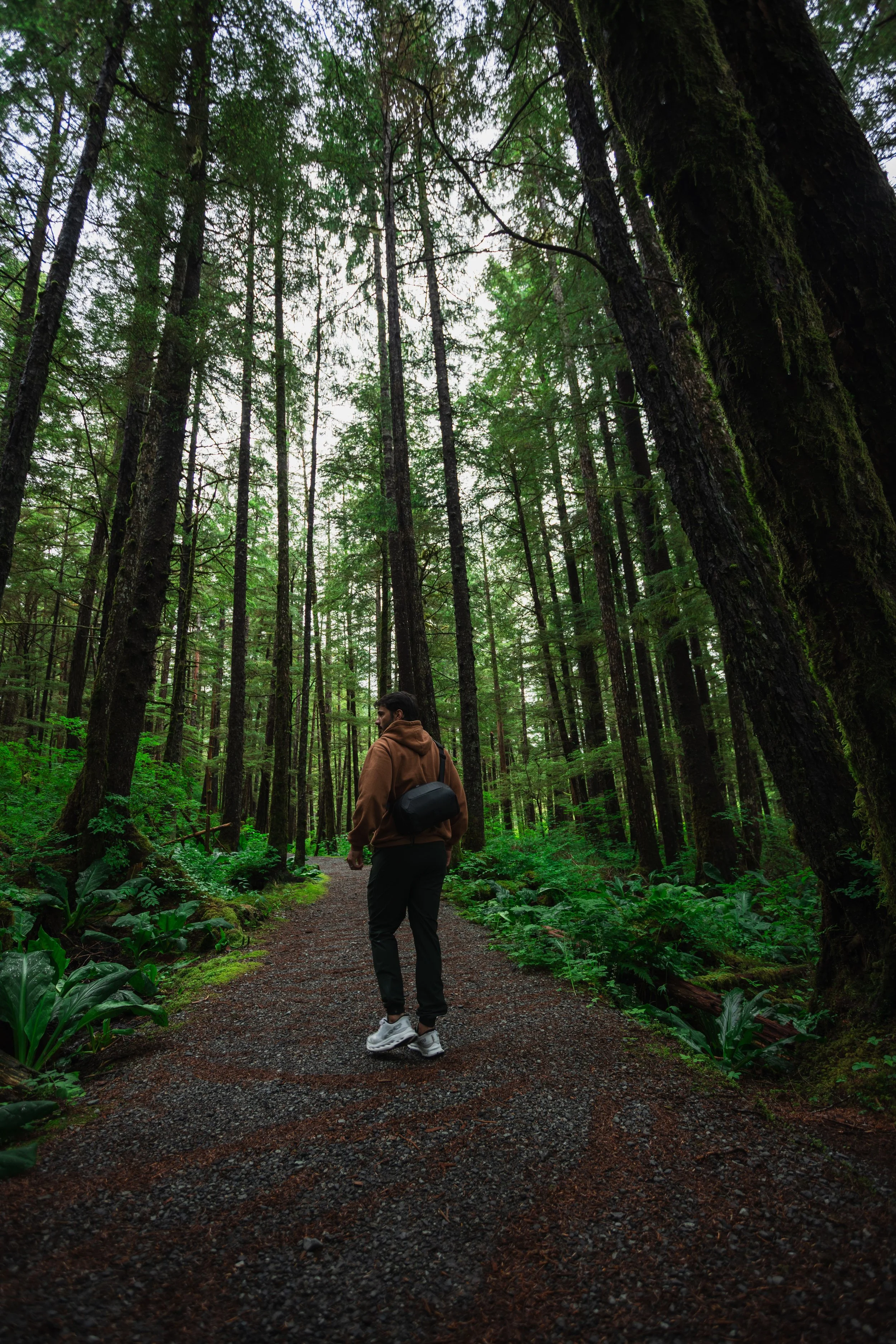 A person walking on a forest trail surrounded by tall trees and green foliage.