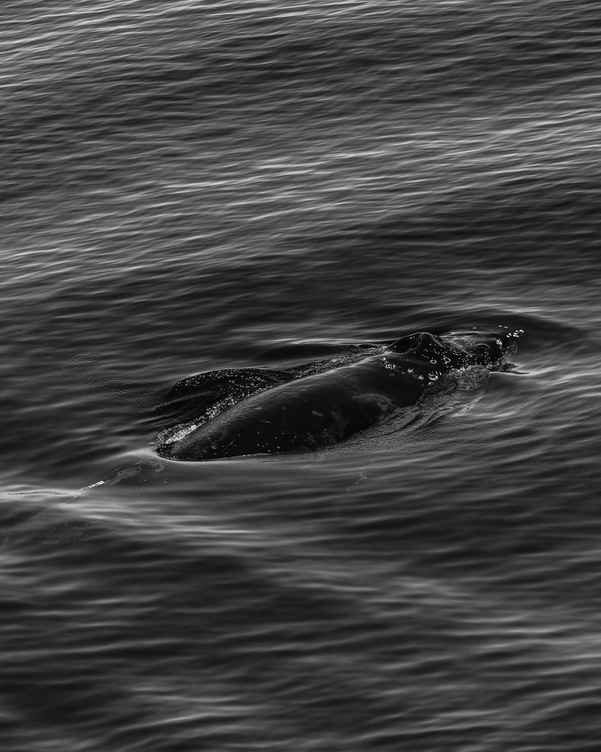 A whale surfacing in dark water, with water ripples and splashes around it.