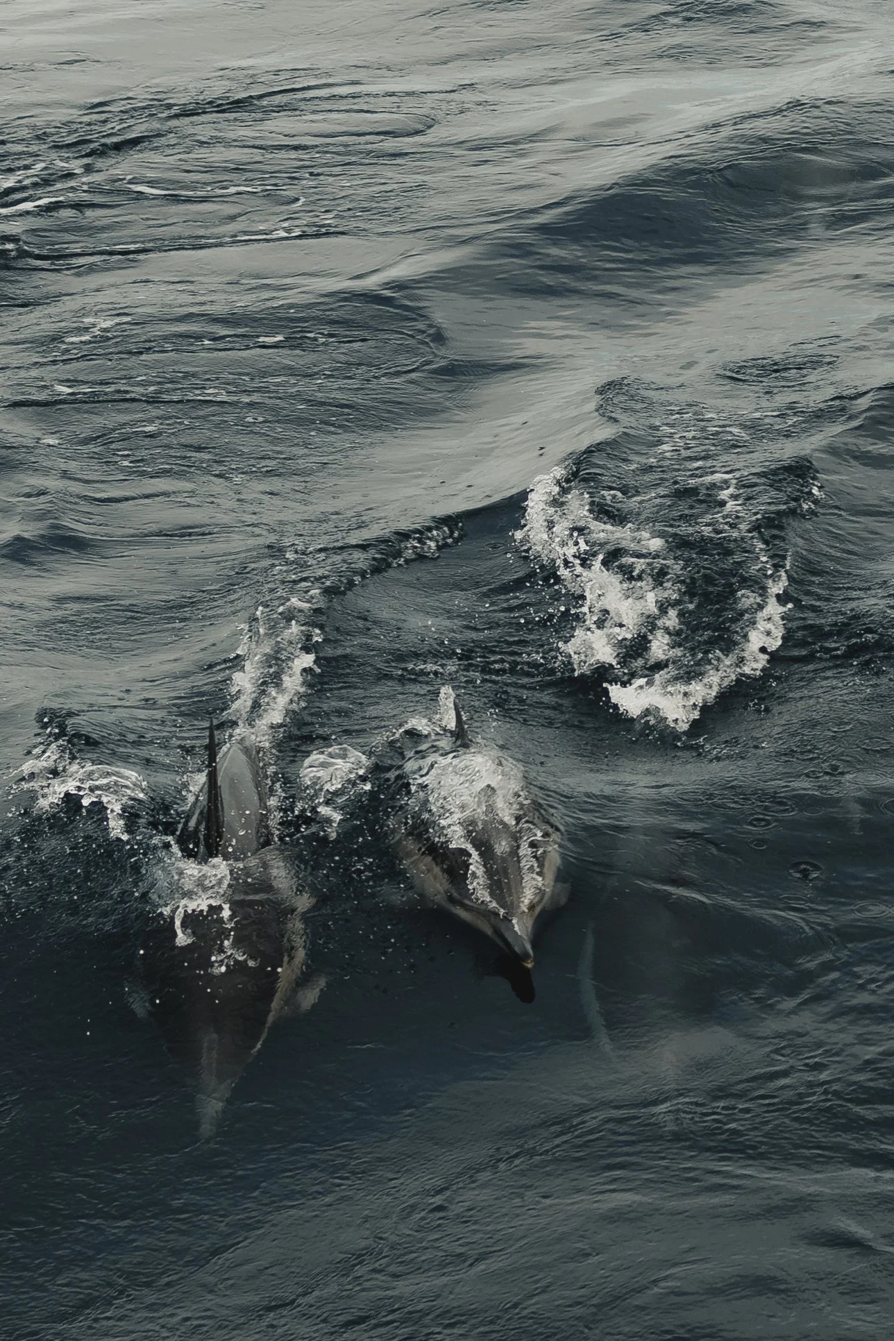 5B3A0512.jpg