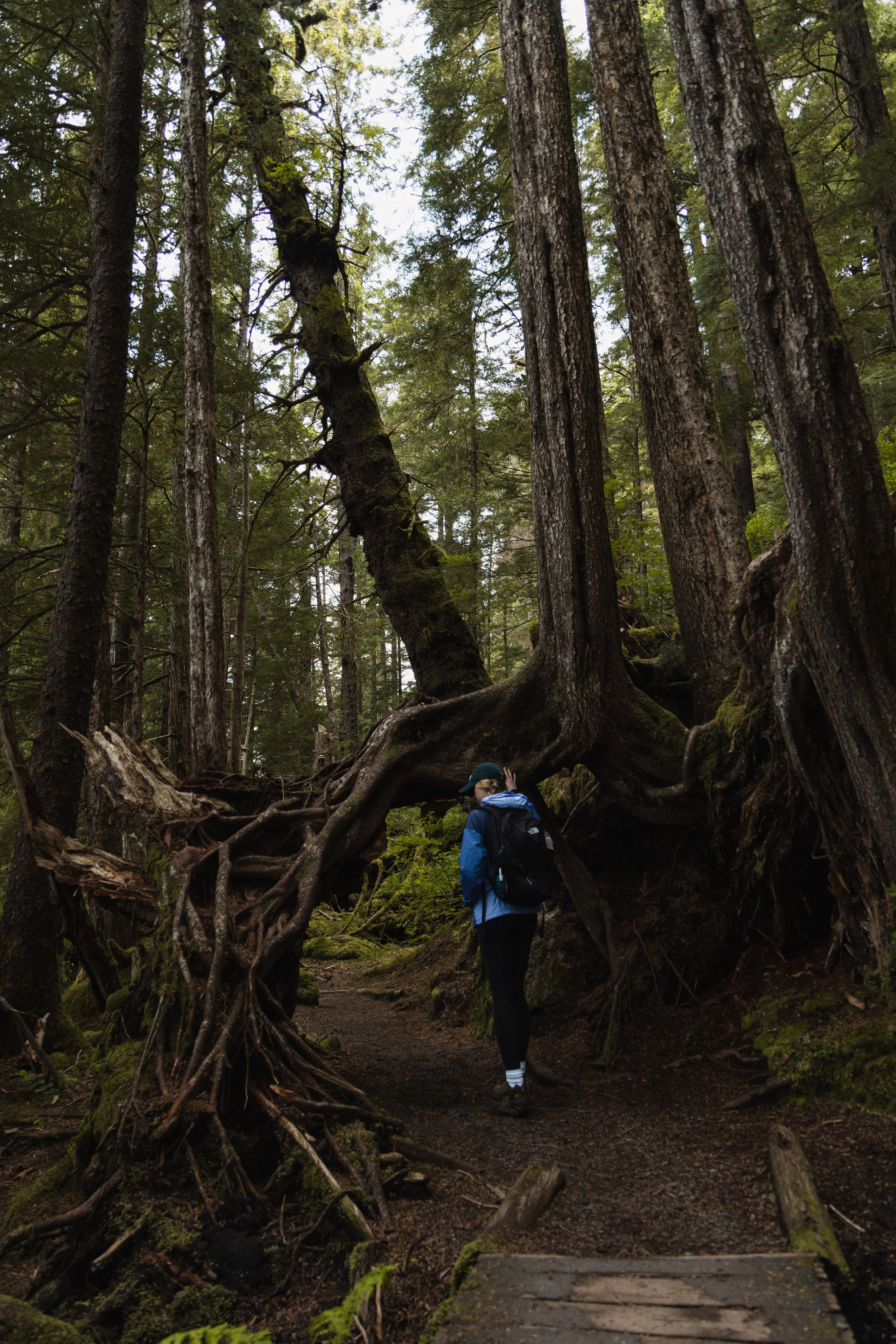 A person in a blue jacket, black pants, and a cap with a backpack, standing beneath a large, fallen tree with extensive roots on a forest trail surrounded by tall trees and green foliage.
