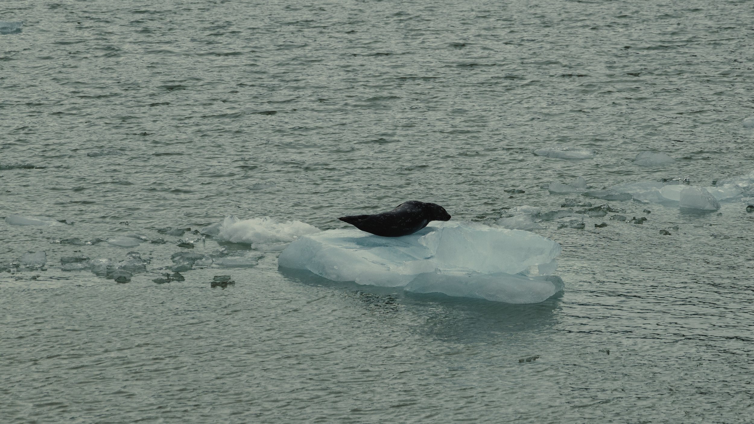 A black bird perched on a floating piece of ice in icy water with small ice chunks around.