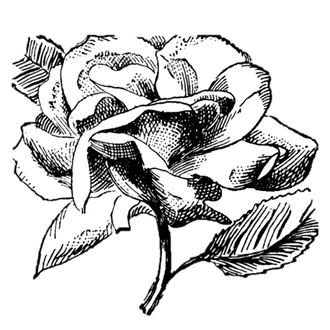 Black and white illustration of a blooming rose with detailed petals and leaves.