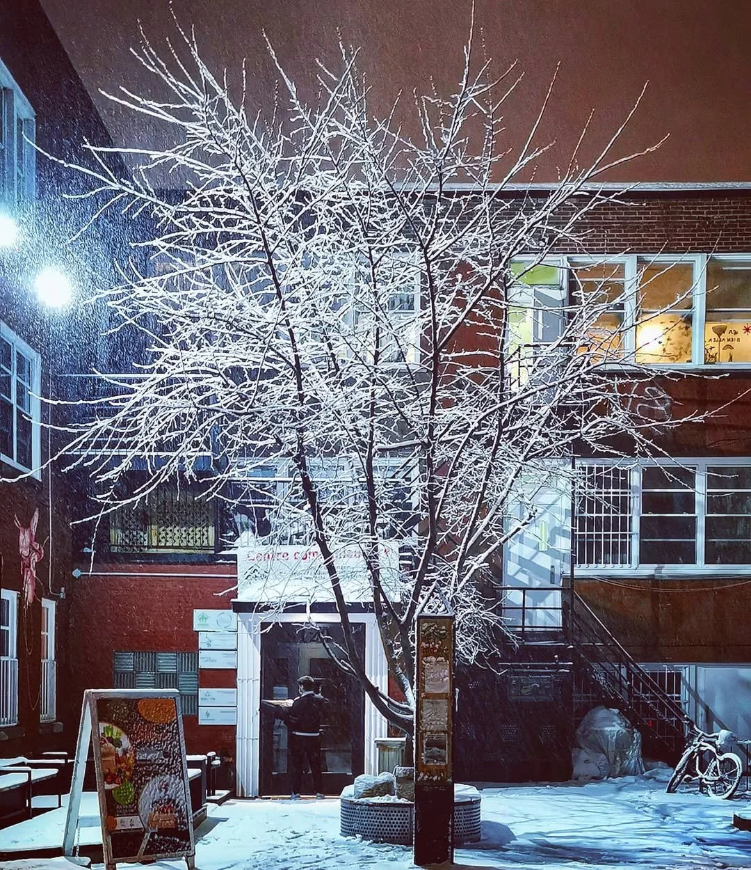 Snow-covered tree in front of a brick building at night, with a person standing near the entrance, illuminated by streetlights.