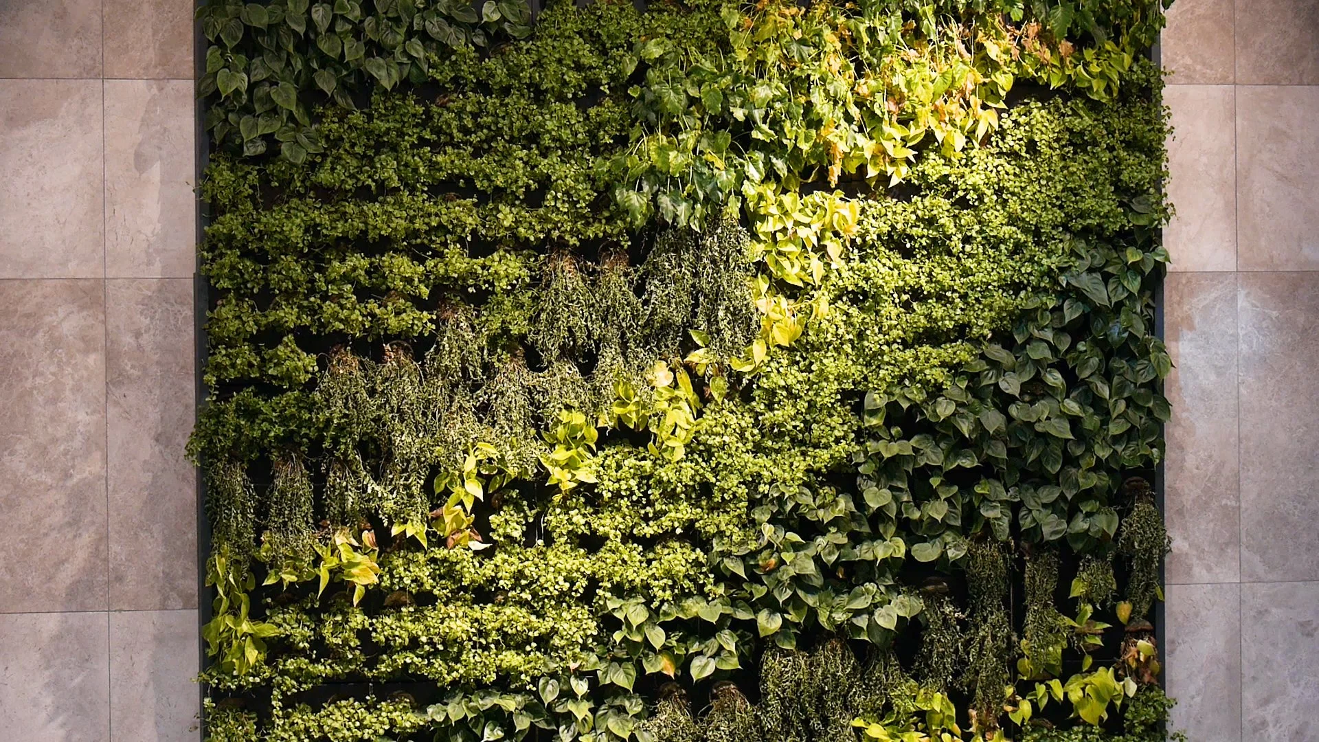 Gallerian - Grön växtvägg, i en av gångstråken.jpg