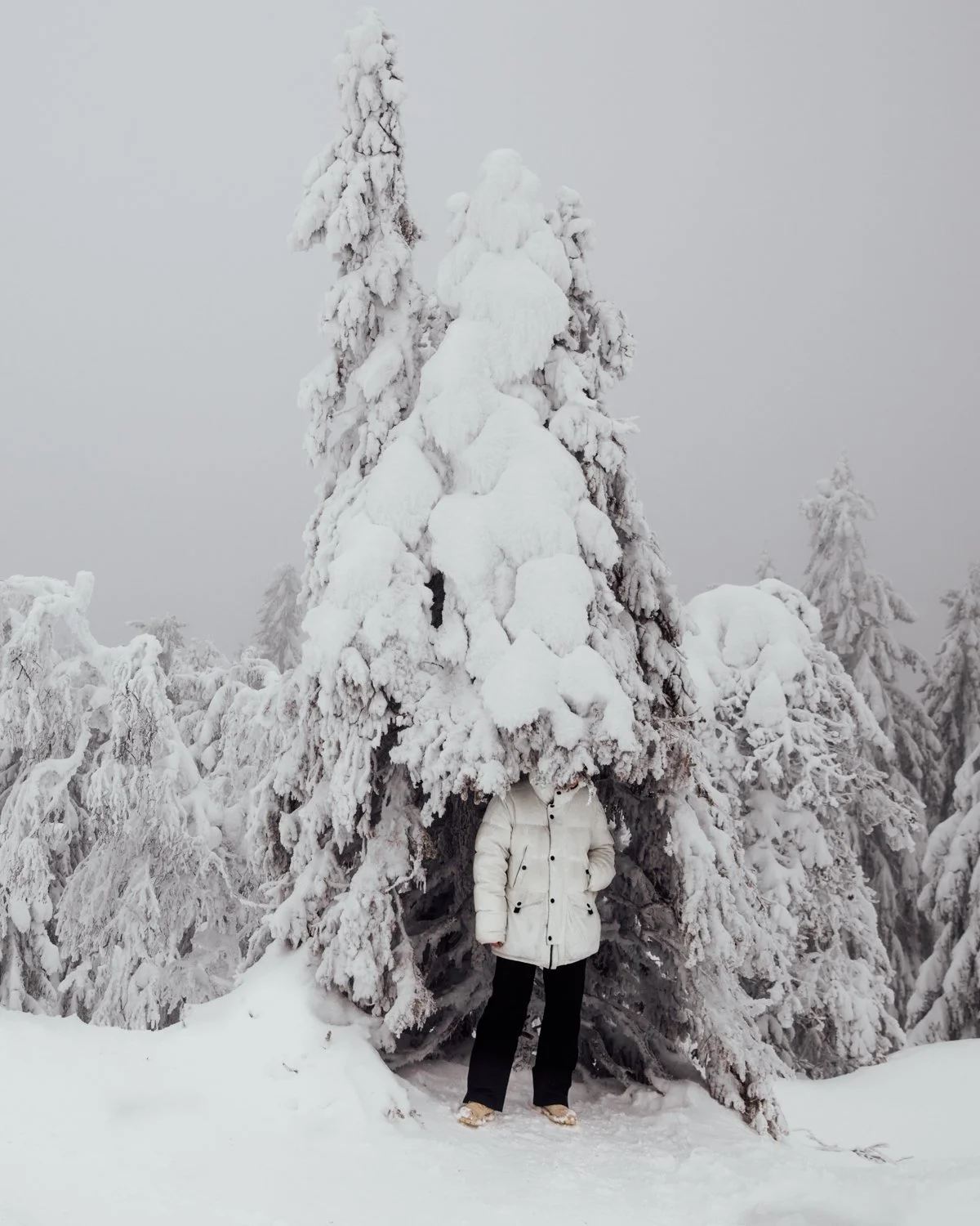 A person standing under a large snow-covered tree in a winter landscape, surrounded by snow-covered trees.