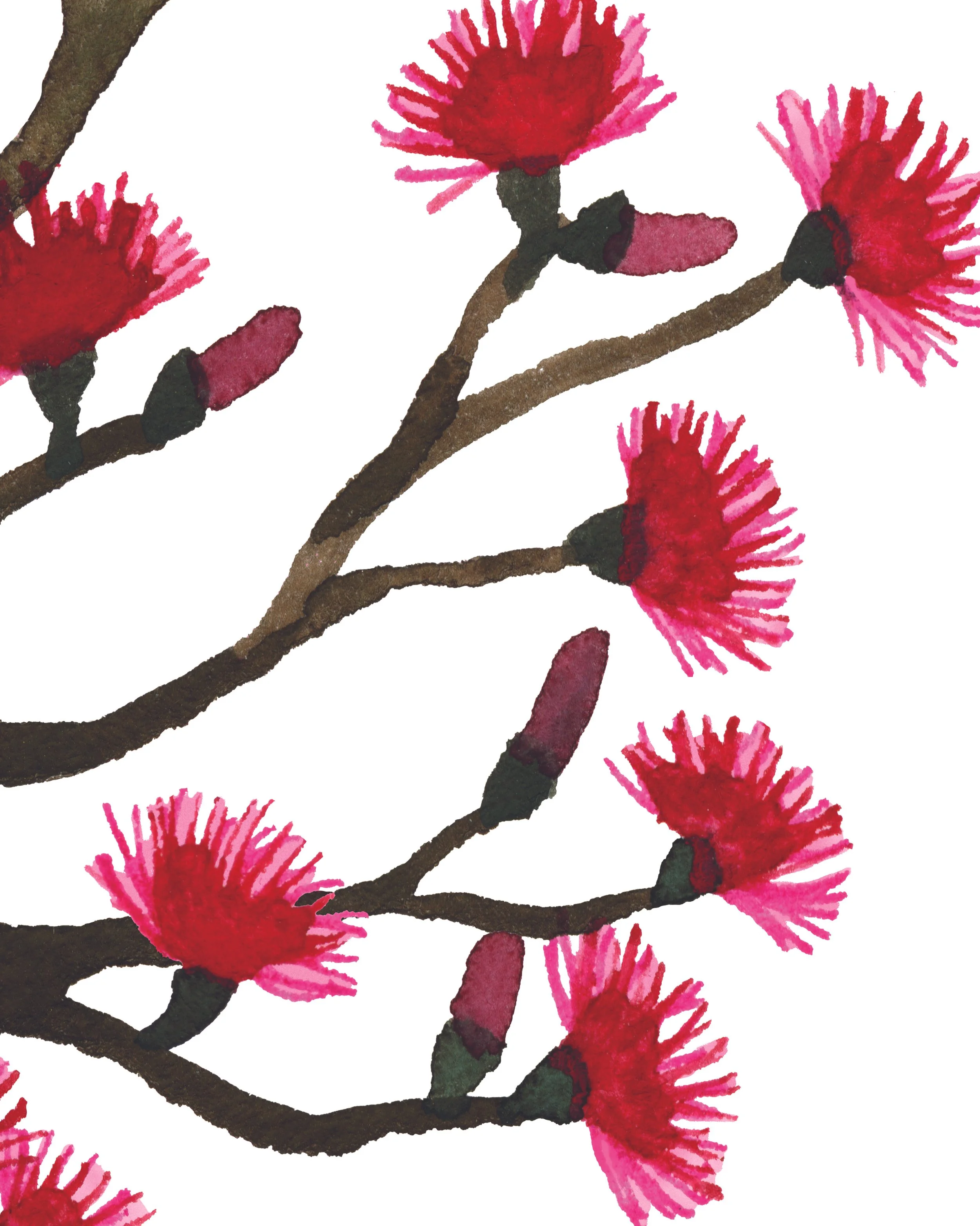 Bombax sample 45x60.jpg