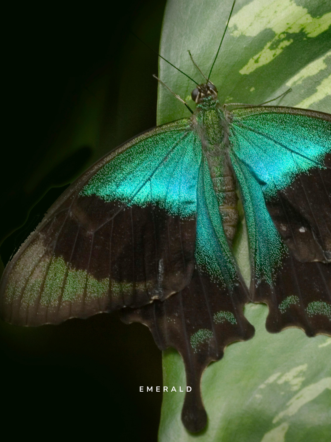 EMERALD.png