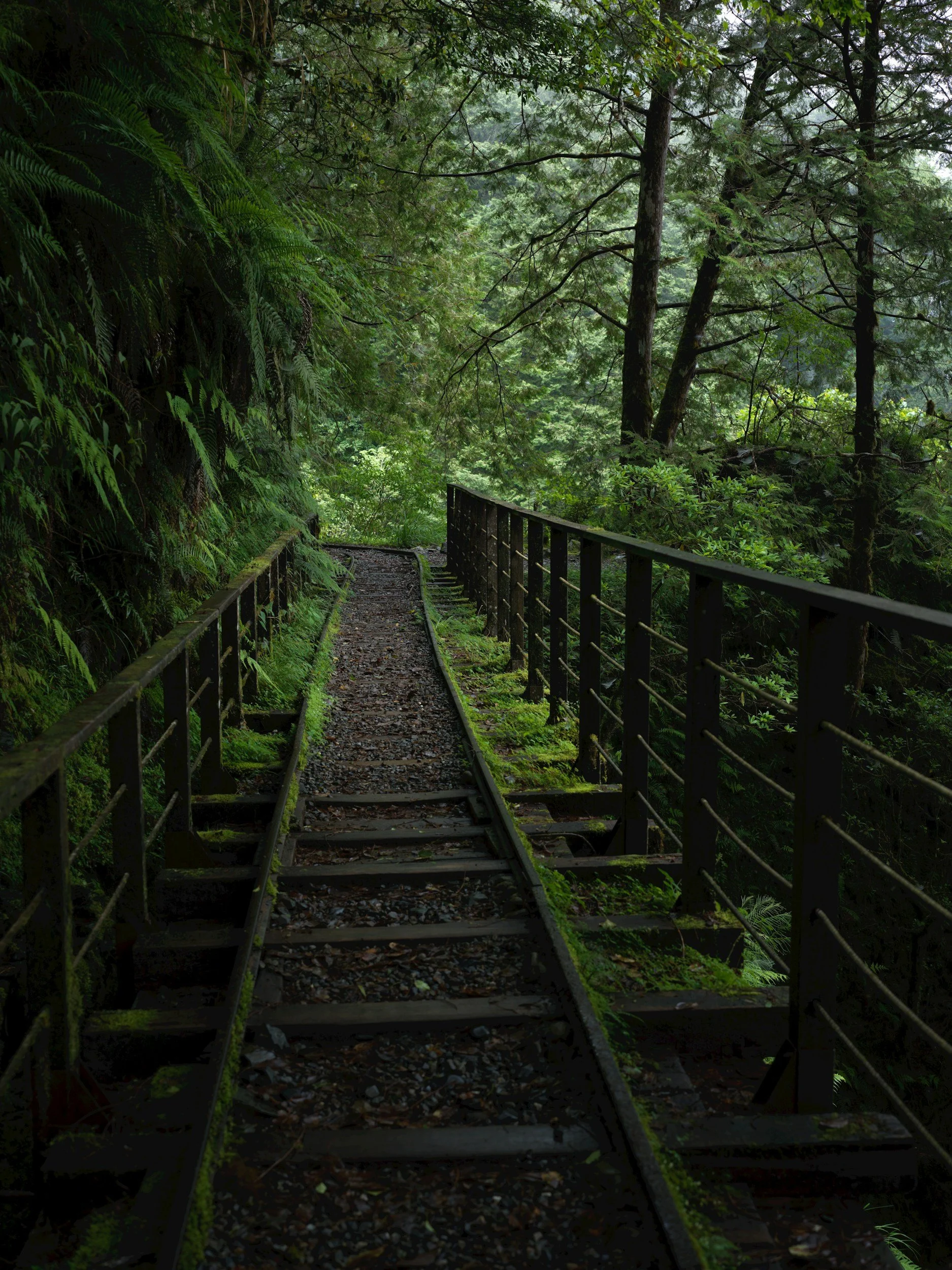 A narrow train track through a lush, green forest with moss and ferns on the sides, and a wooden railing on the right side.