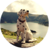 Farrusco Time to Surf Review