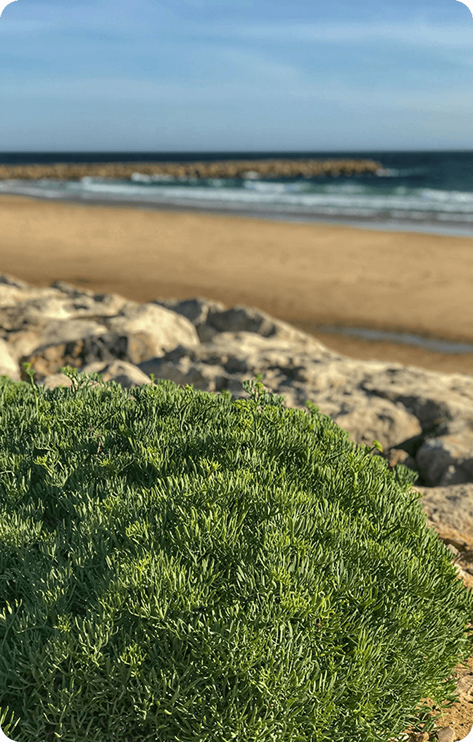 Close-up of green coastal plant near rocky beach with sandy shoreline and ocean waves in the background.