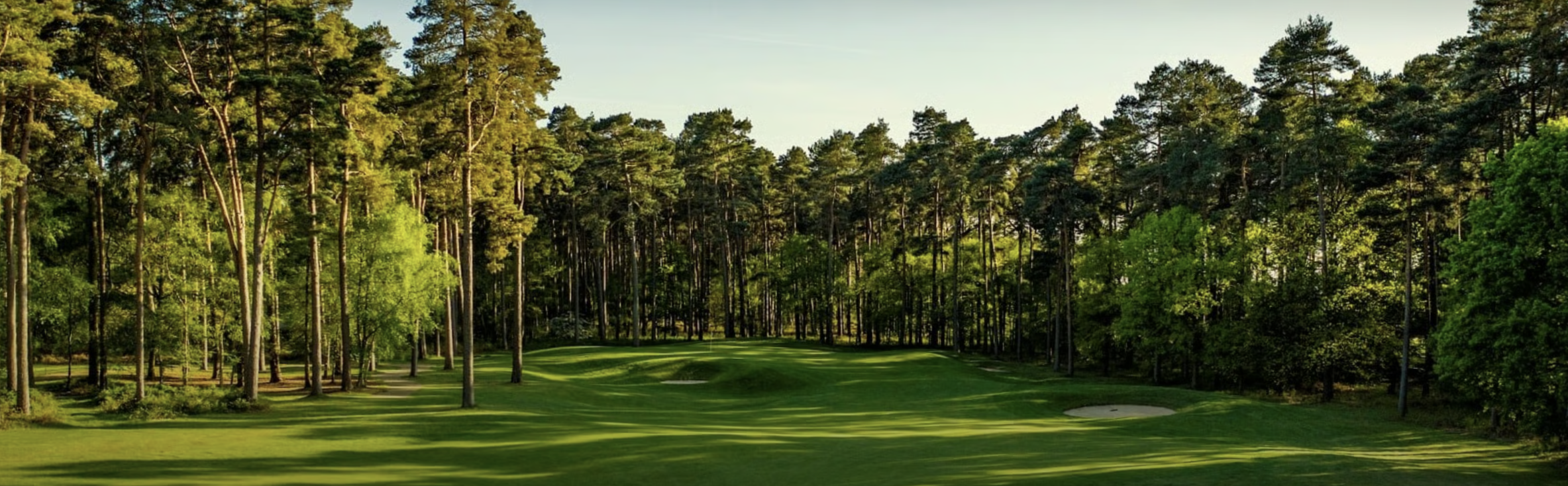 A lush green golf course surrounded by tall pine trees with sand bunkers and a clear sky.