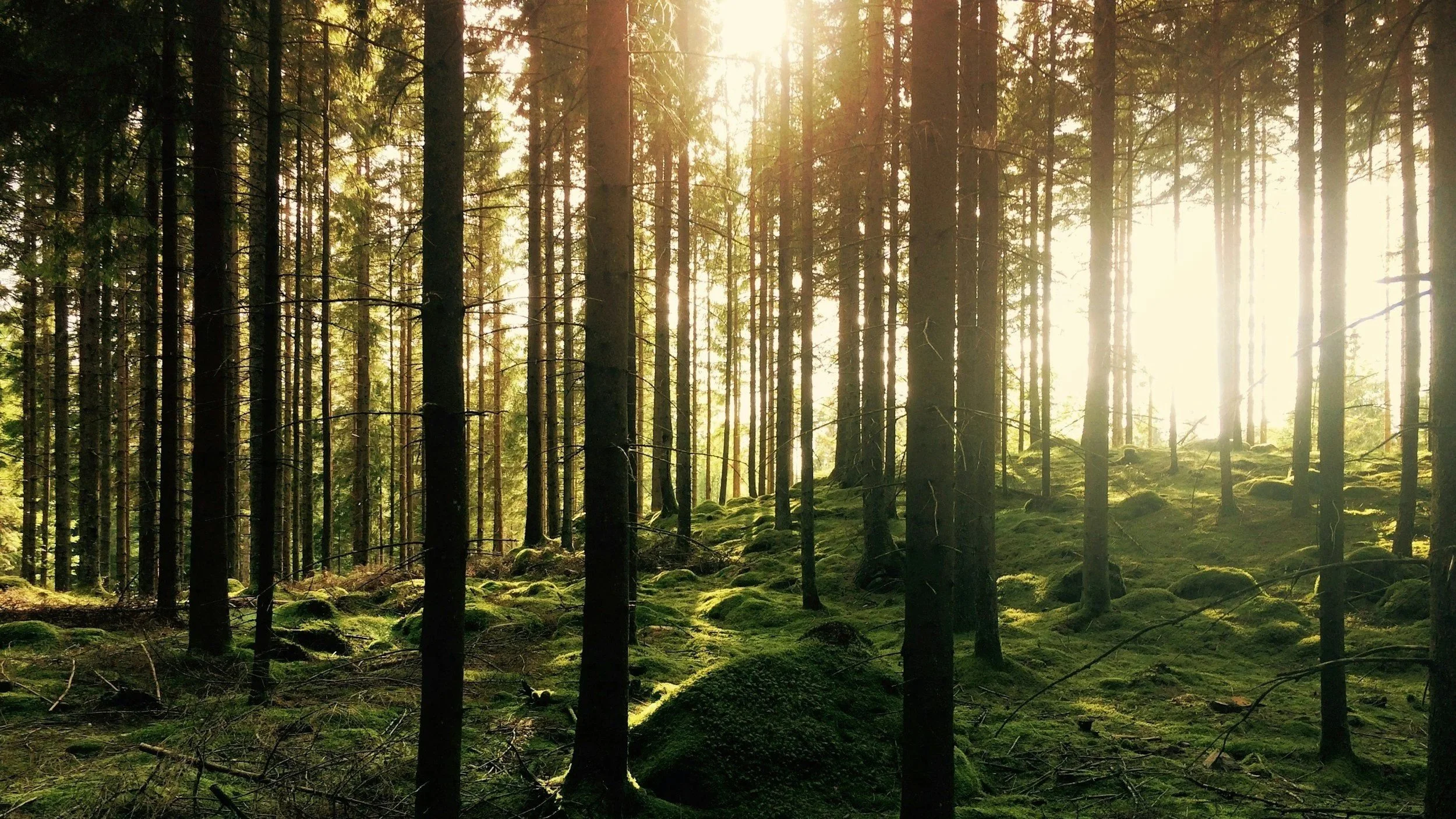 Sunlight filtering through tall trees in a dense forest with a moss-covered ground.