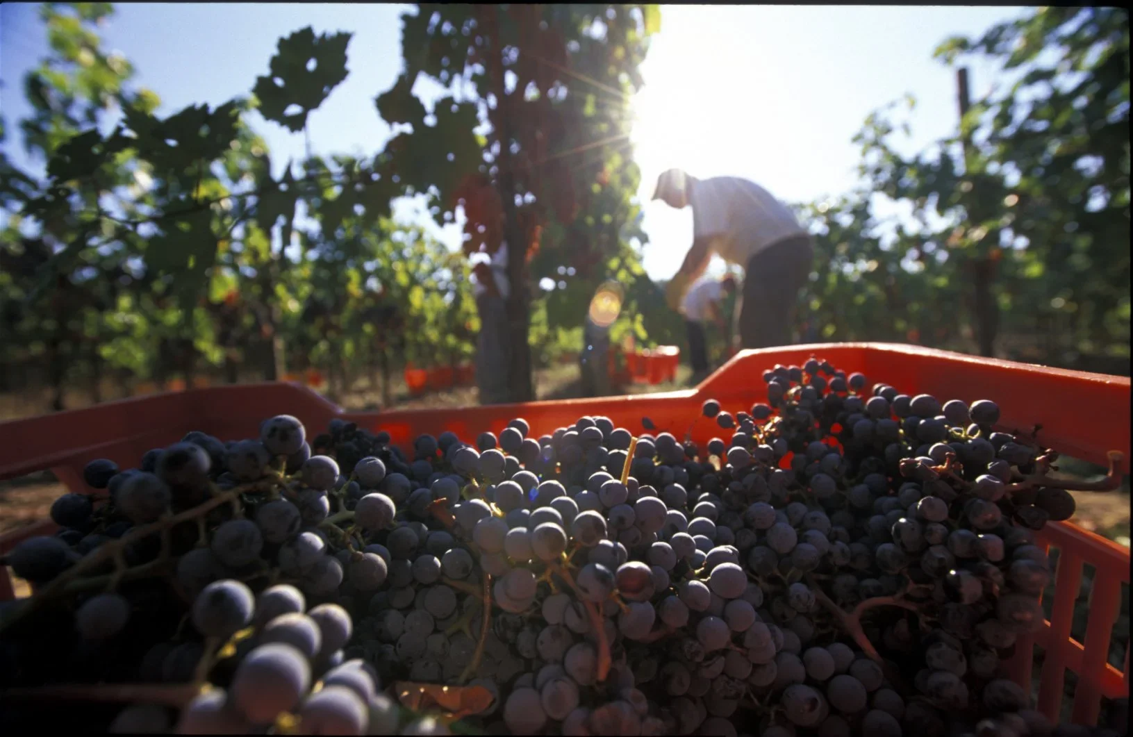 Wine &amp; Vineyard Experience