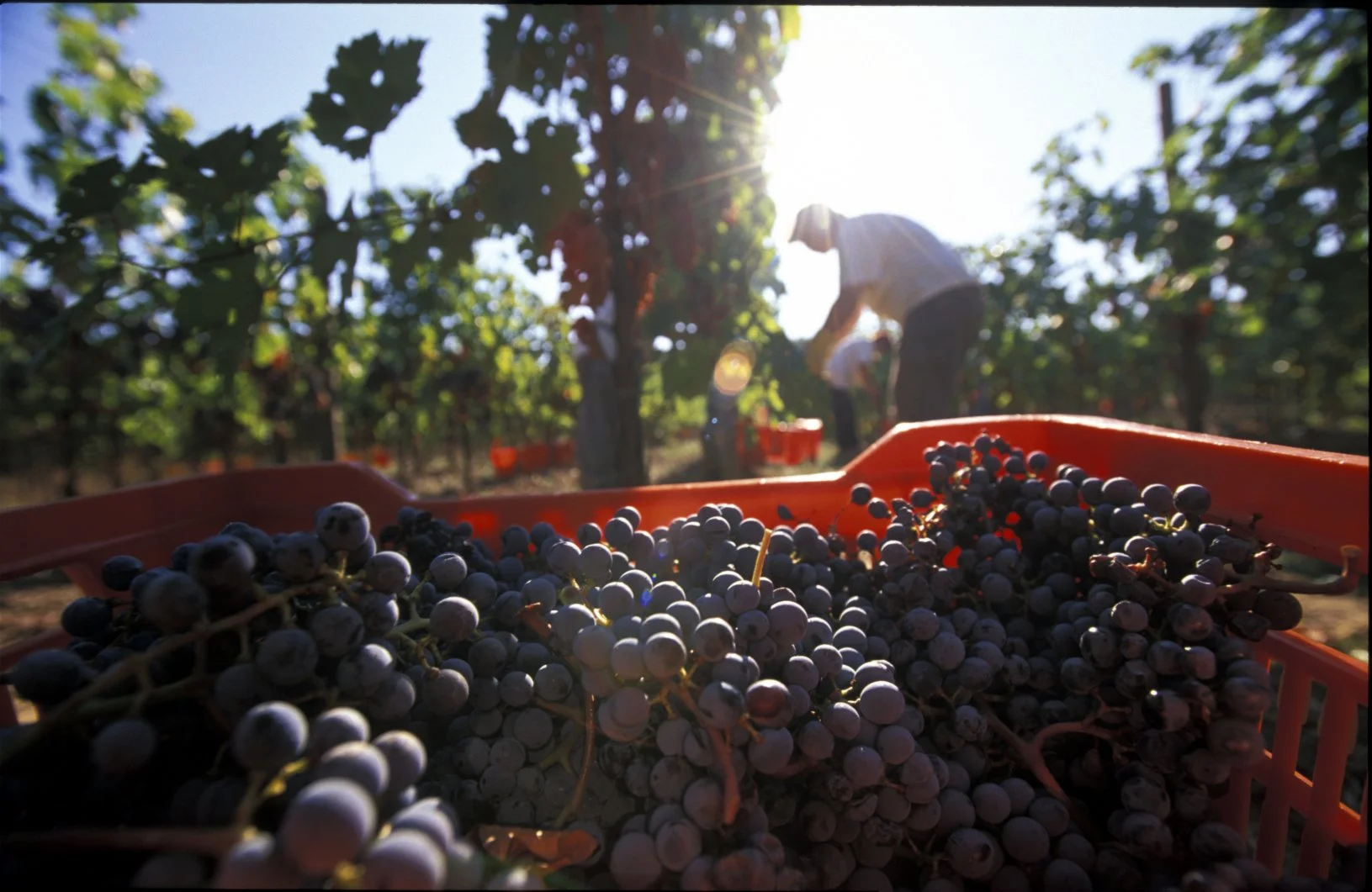 Wine & Vineyard