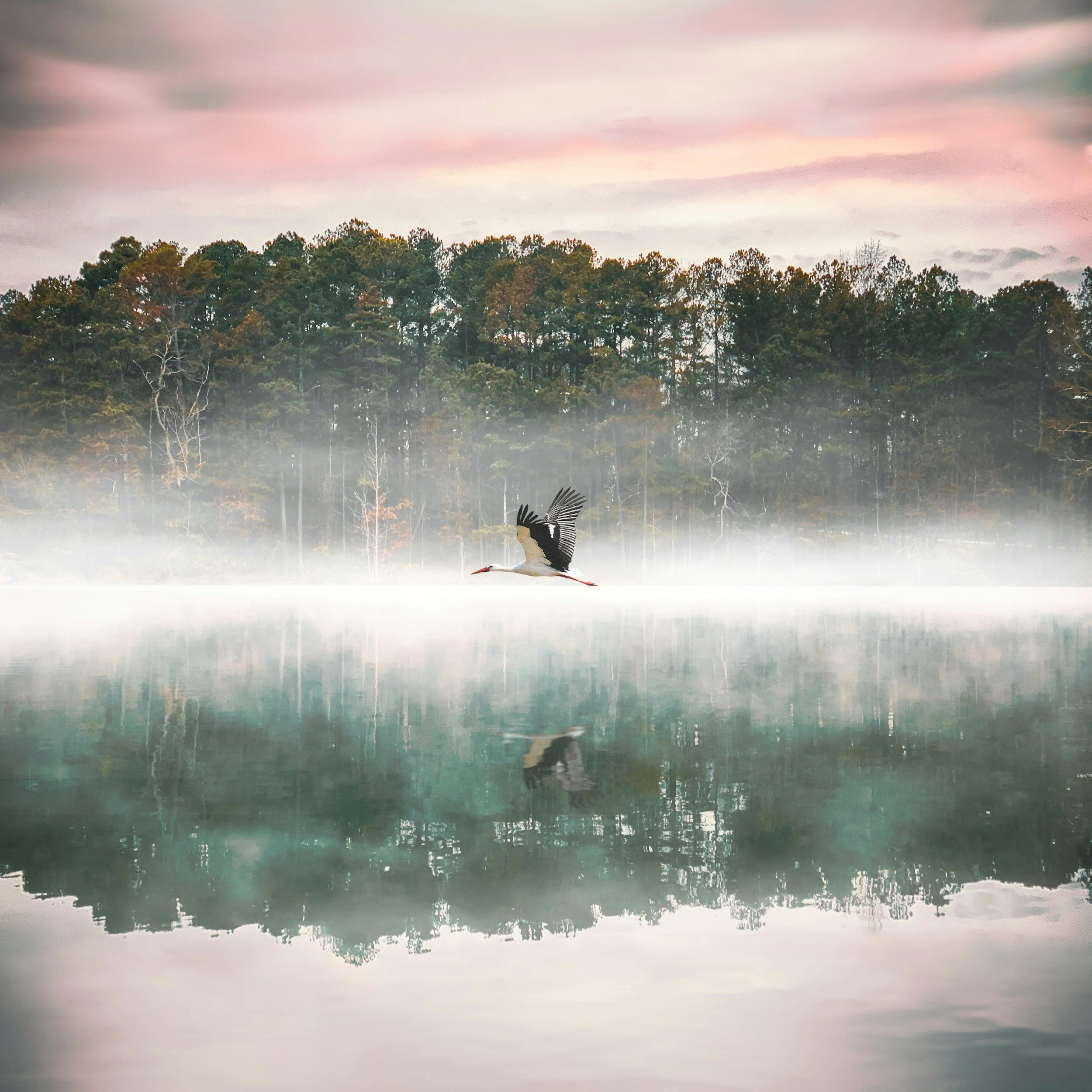 A scenic landscape of a forest with a calm water body reflecting the trees and sky, with a stork standing near the water. Resilience and mindful change.