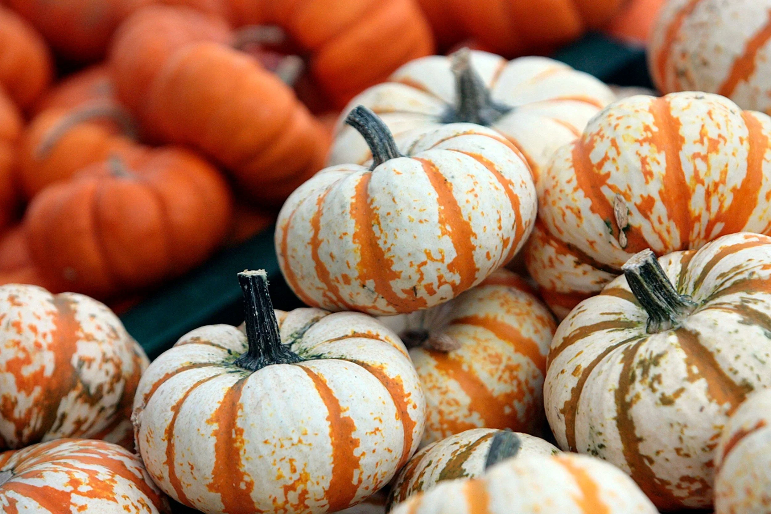 Fall Market at Colleton