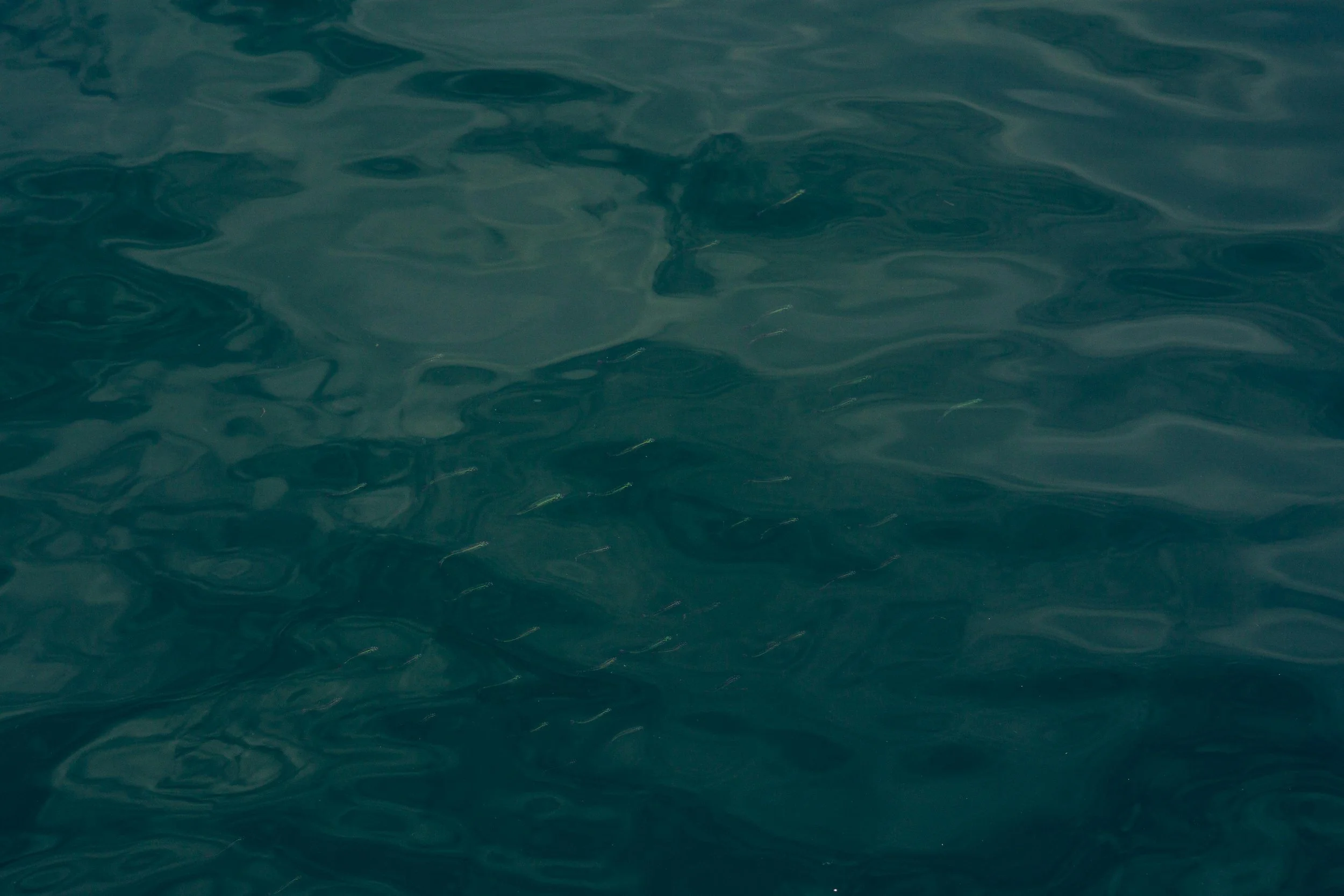A photograph of greenish-blue ocean water with small waves and ripples.