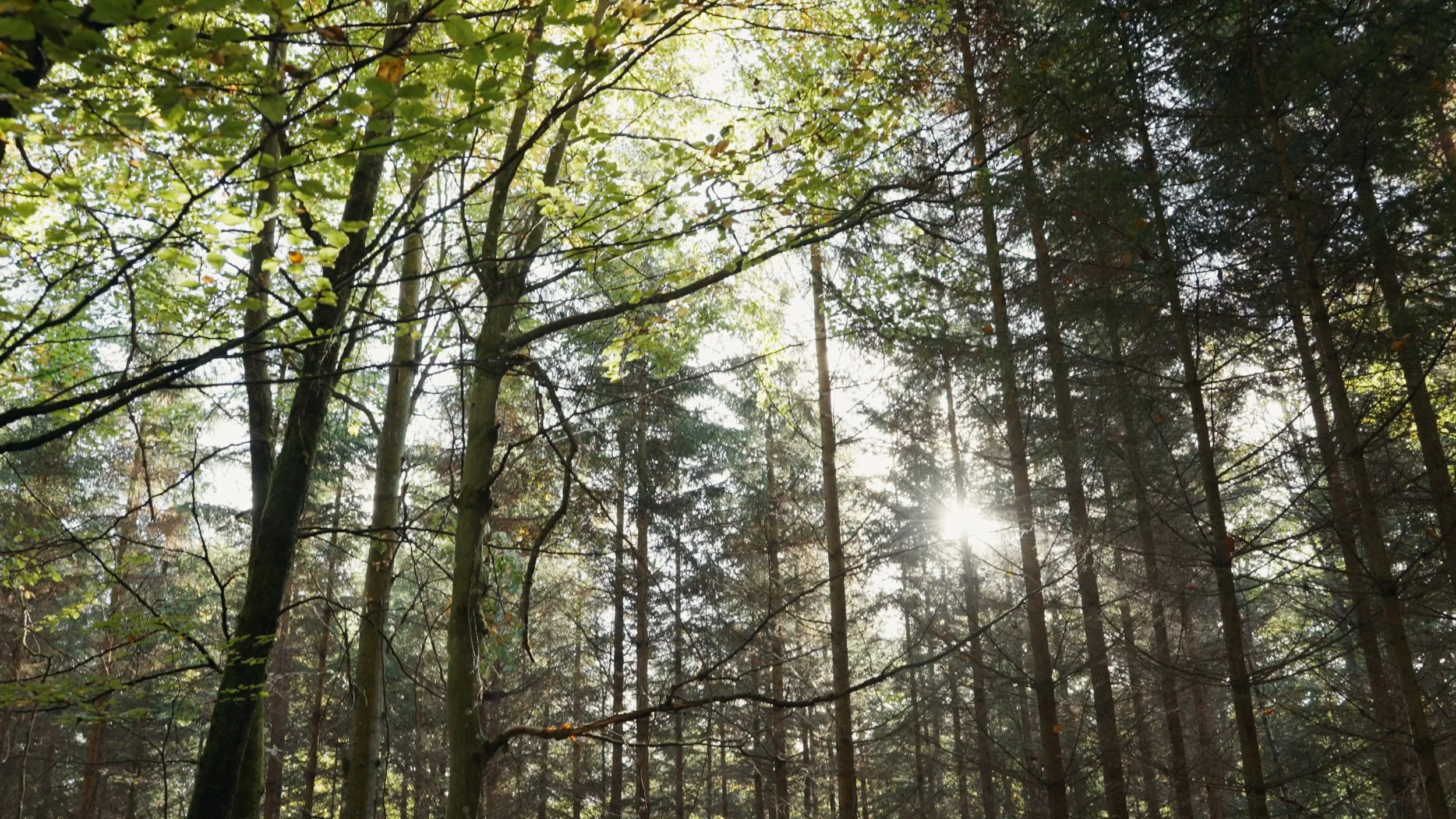 Still 2025-10-20 124315_1.15.1.jpg