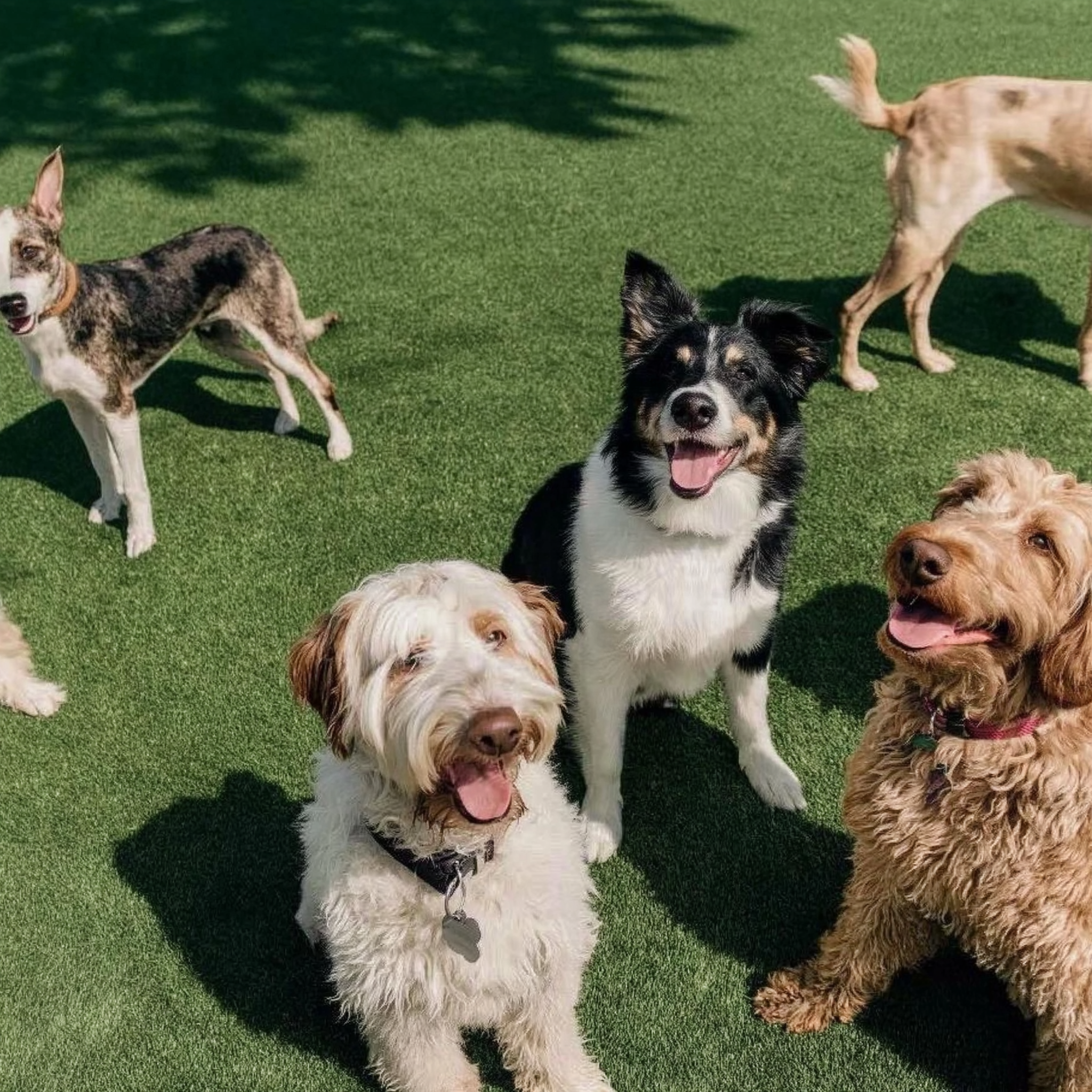 Les 3 besoins essentiels de votre chien pour s'épanouir