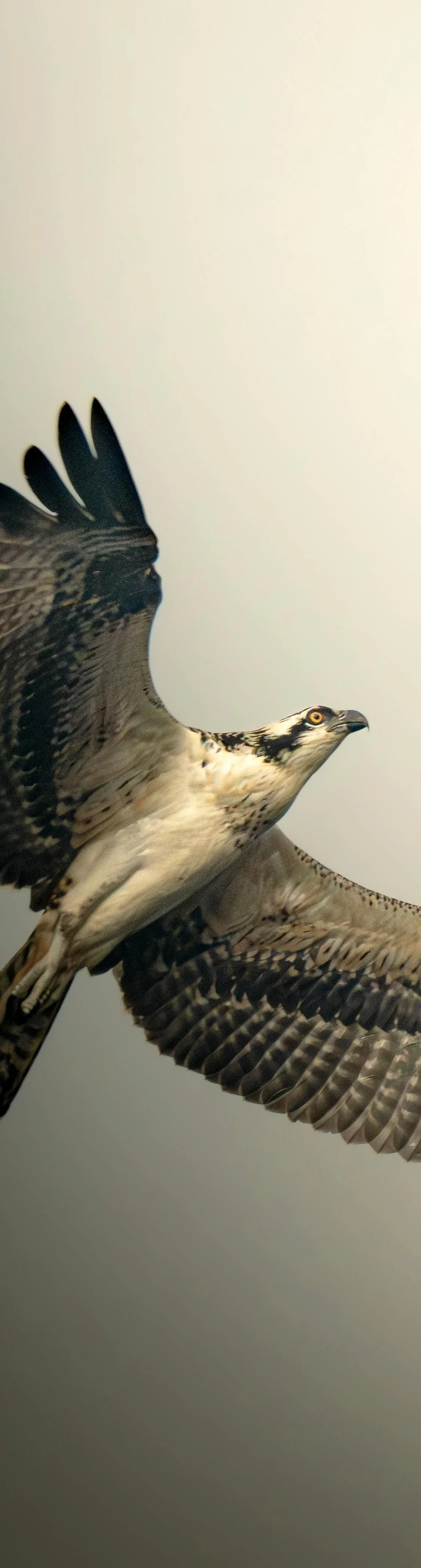 Cinematic photo of bird flying high into the sky with wings spread out.