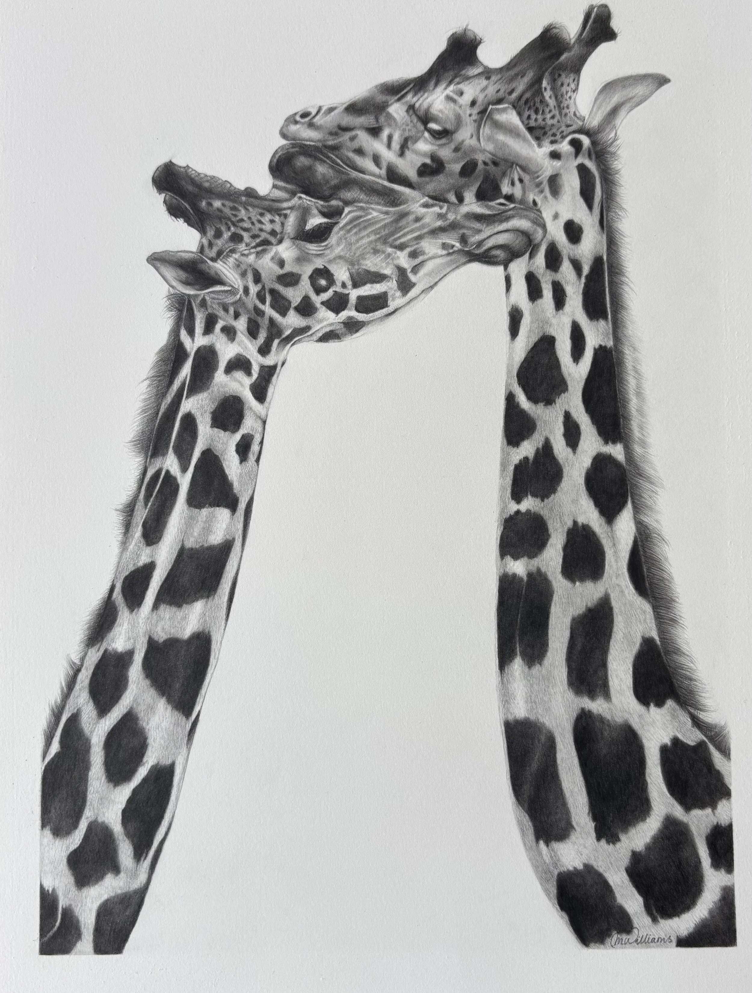 pencil portrait of the head and neck of two giraffes, embracing