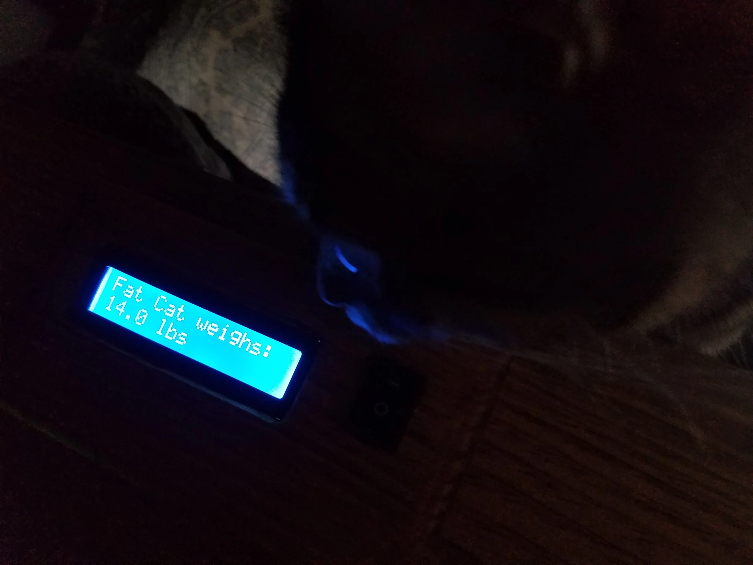 Cat reading the scale