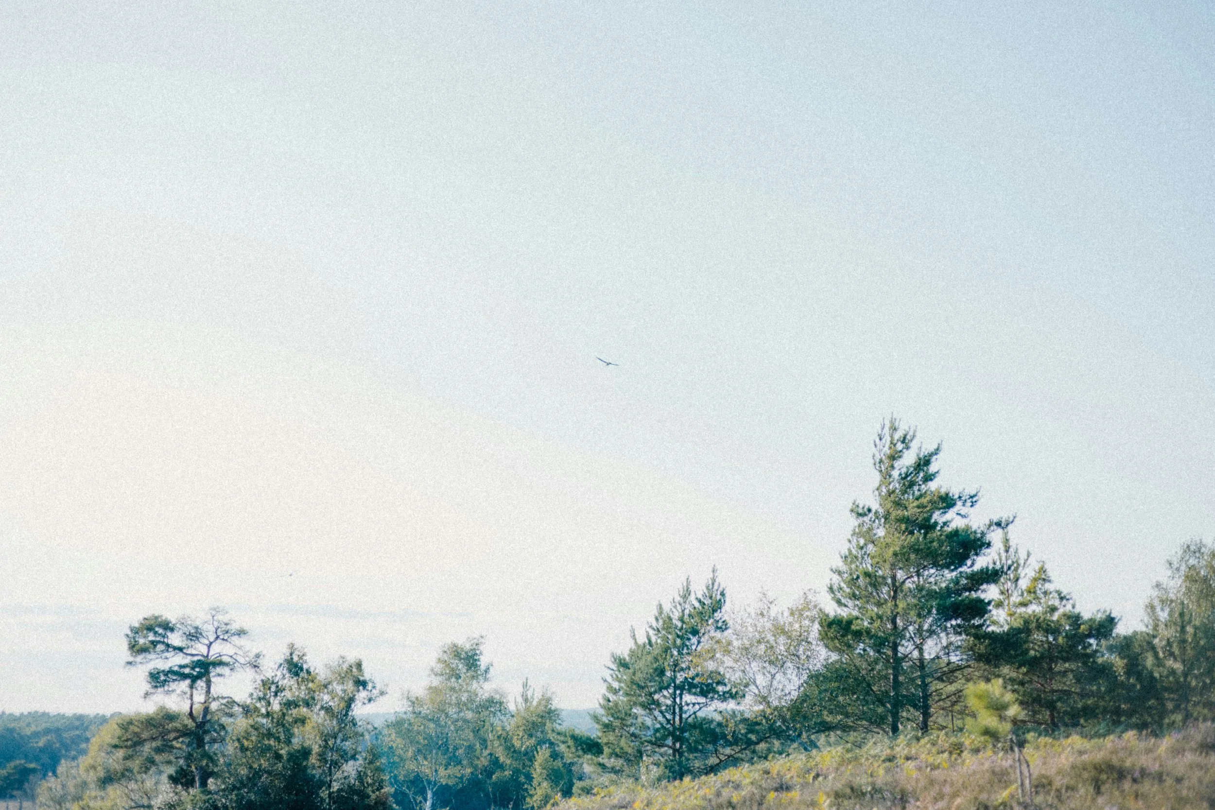 Online food therapy in the UK supporting emotional regulation and healthier food relationships