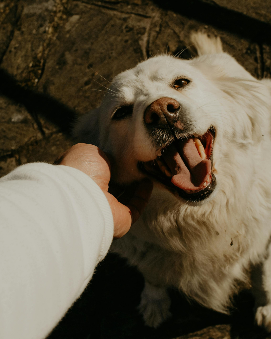 Pet-Friendly Travel &amp; Adventures in Fairfax County