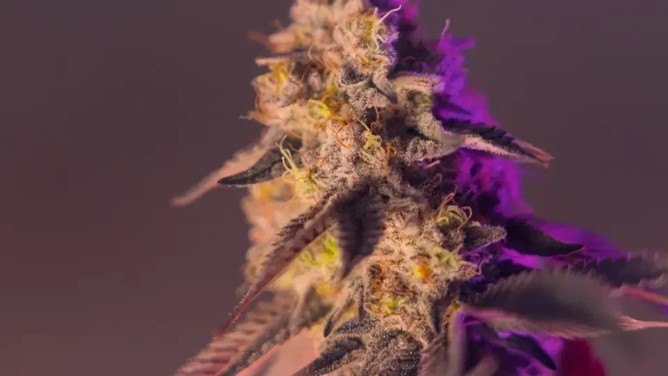 Pink Mamosa.00_00_36_26.Still001.webp