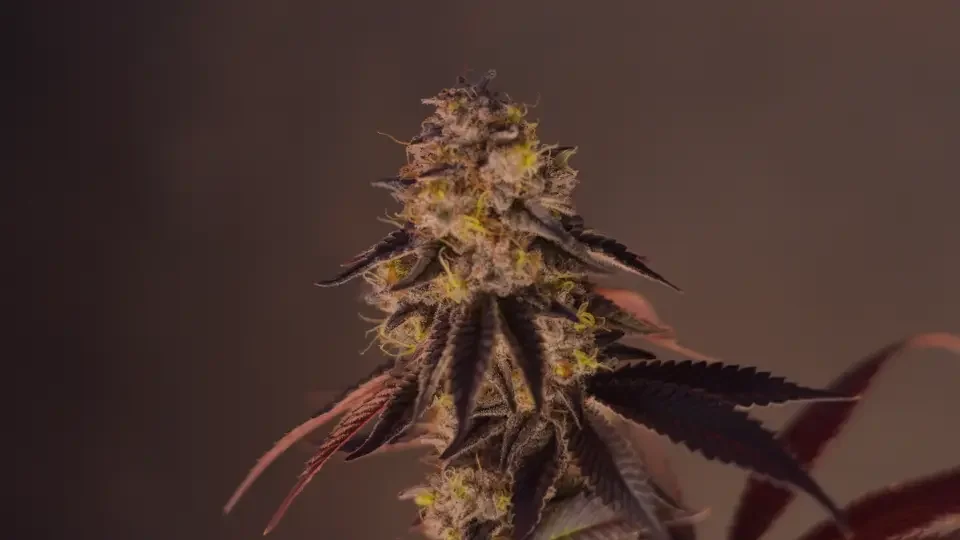 Pink Mamosa.00_00_12_23.Still004.webp