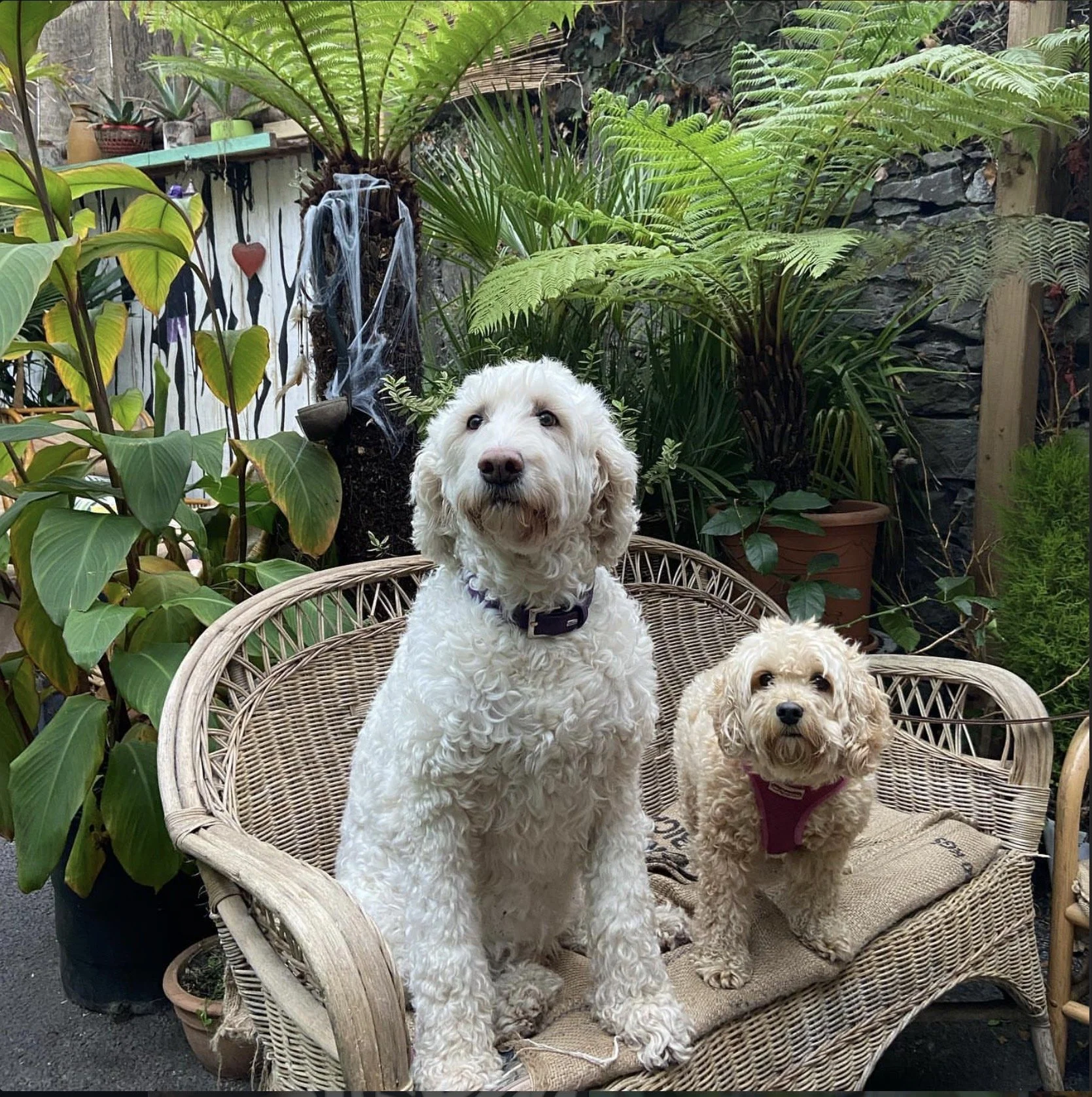 Two light-colored, curly-haired dogs sitting on a wicker bench in a lush, green outdoor garden with various potted plants and ferns.
