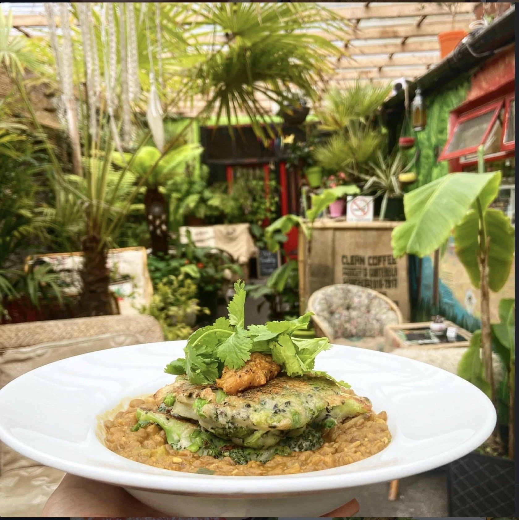 A plate of food featuring a vegetable dish with grilled vegetables and fresh herbs, with a lush, green greenhouse or garden setting in the background.