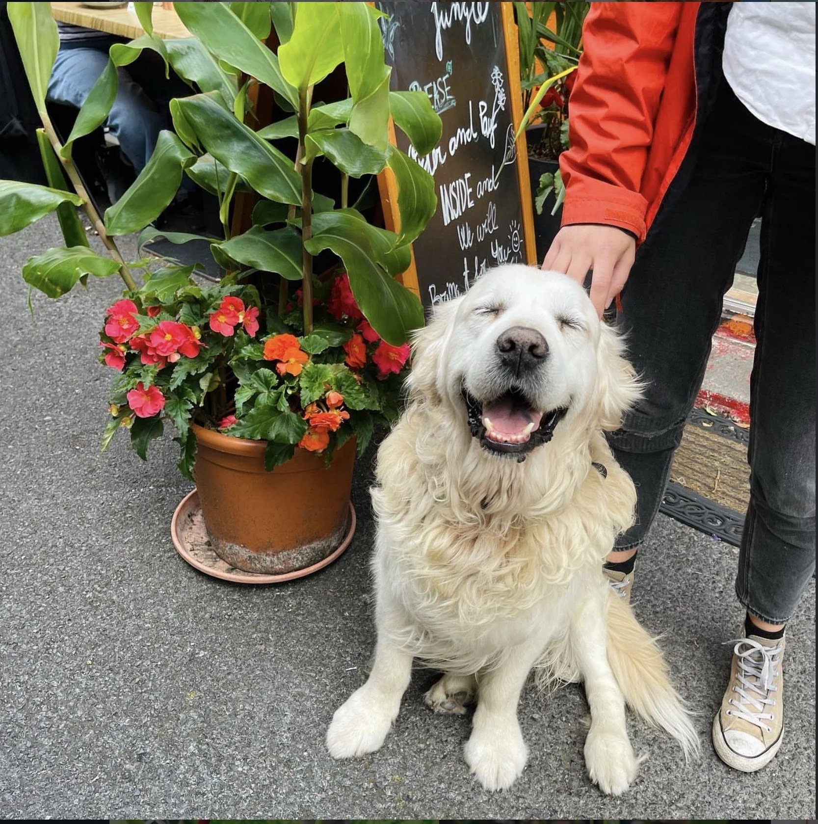 A happy golden retriever sitting on a paved ground with a person petting its head. There is a large potted plant with pink and orange flowers and a blackboard sign with white writing in the background.