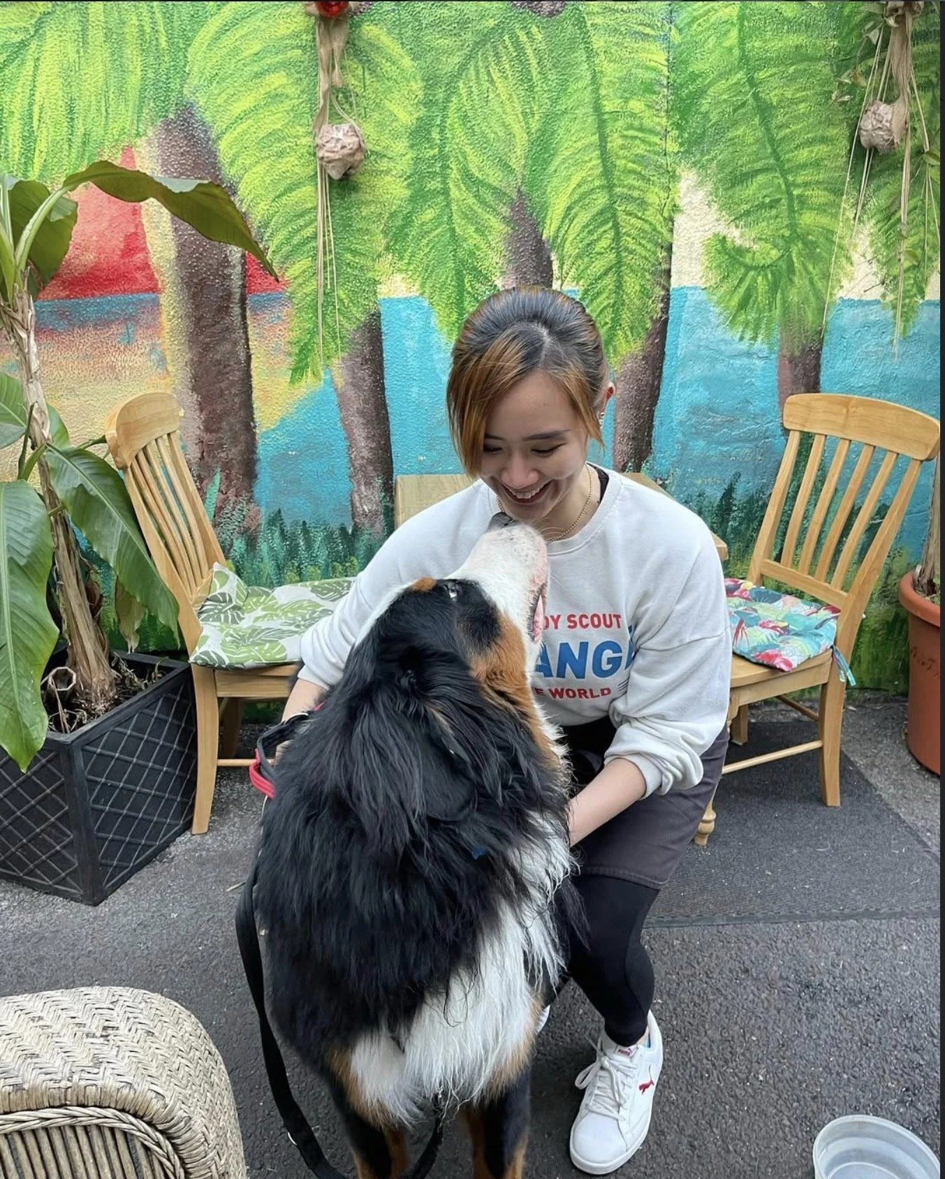 A woman interacting with a large black, white, and brown dog in an outdoor setting with a colorful jungle mural in the background. There are wooden chairs, potted plants, and a wicker chair visible.