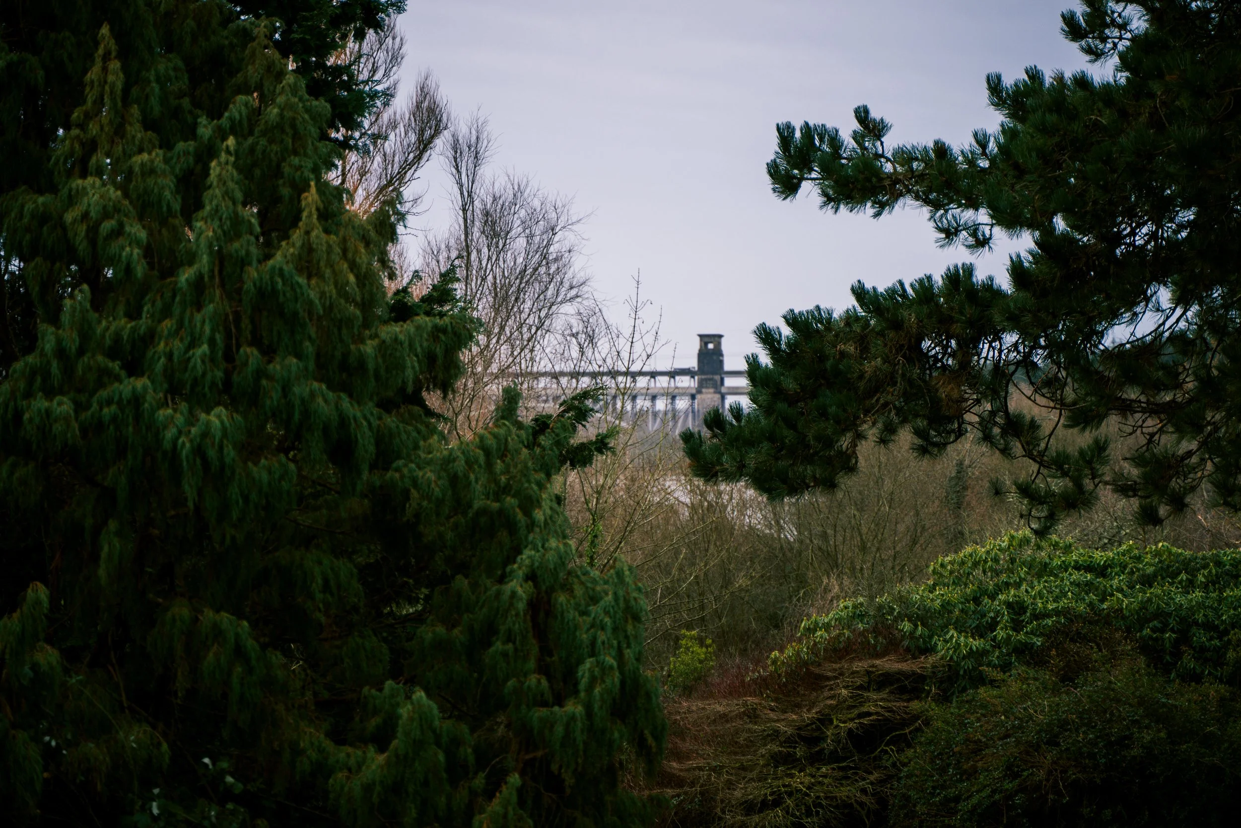 A view of trees and bushes with a bridge and a tower in the background under an overcast sky.
