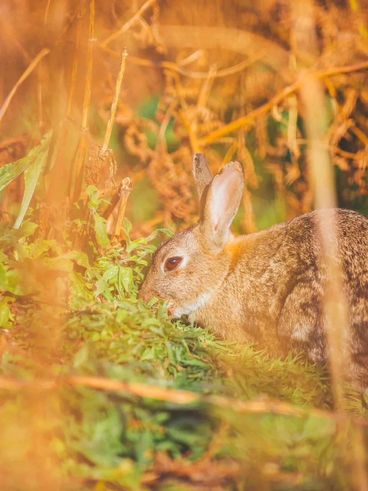 A brown rabbit with upright ears, grazing on green plants in a natural outdoor setting with dry grass and branches.