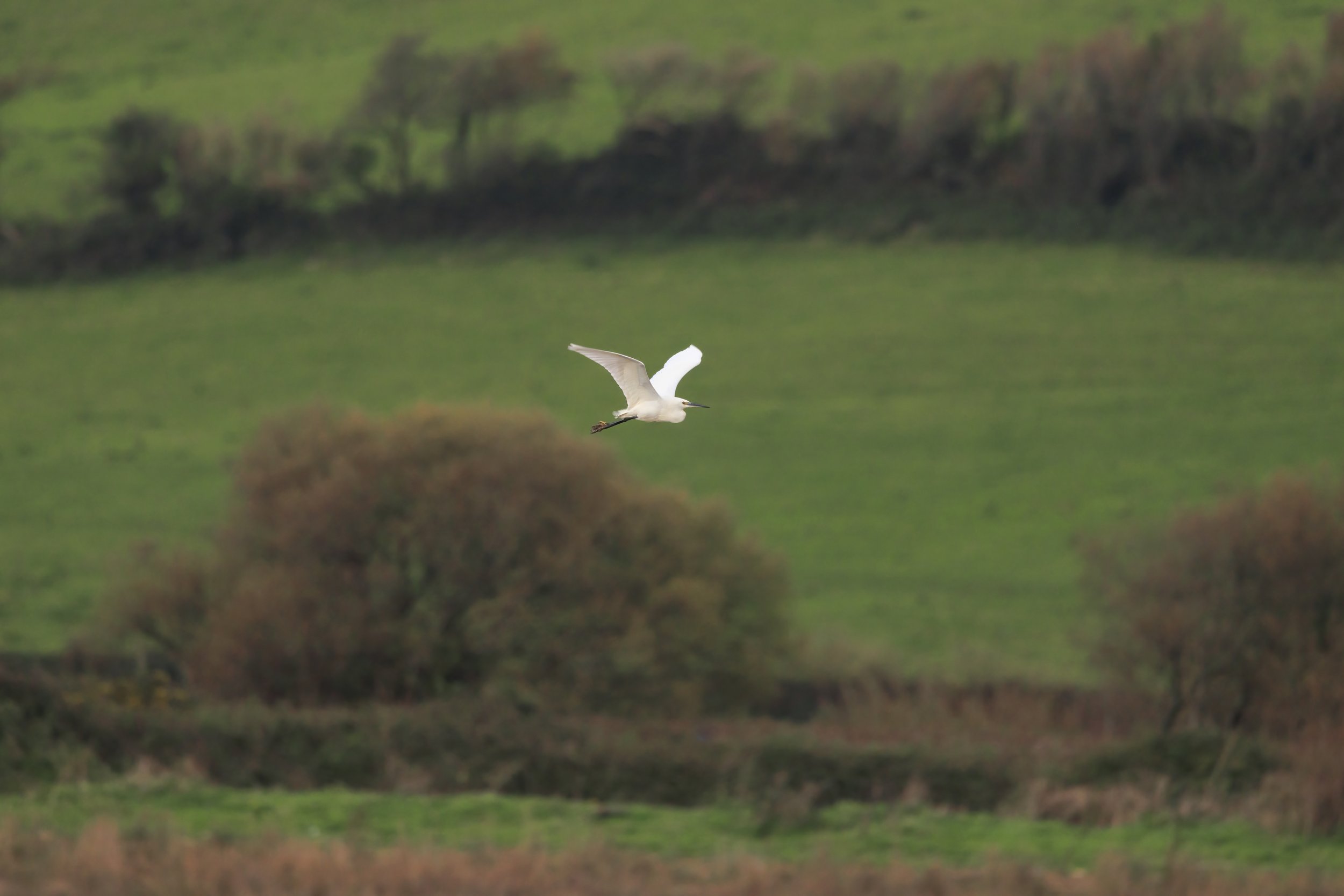 A white bird flying over a green landscape with trees and rolling hills.