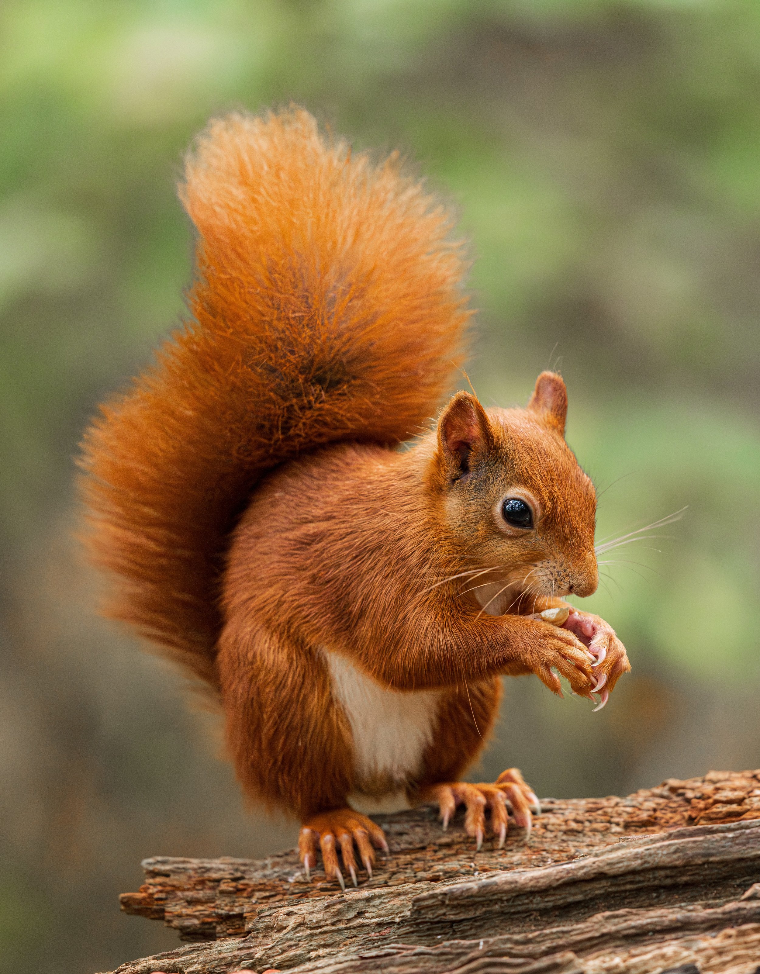 A red squirrel with a bushy tail sitting on a tree log, holding and eating a nut.