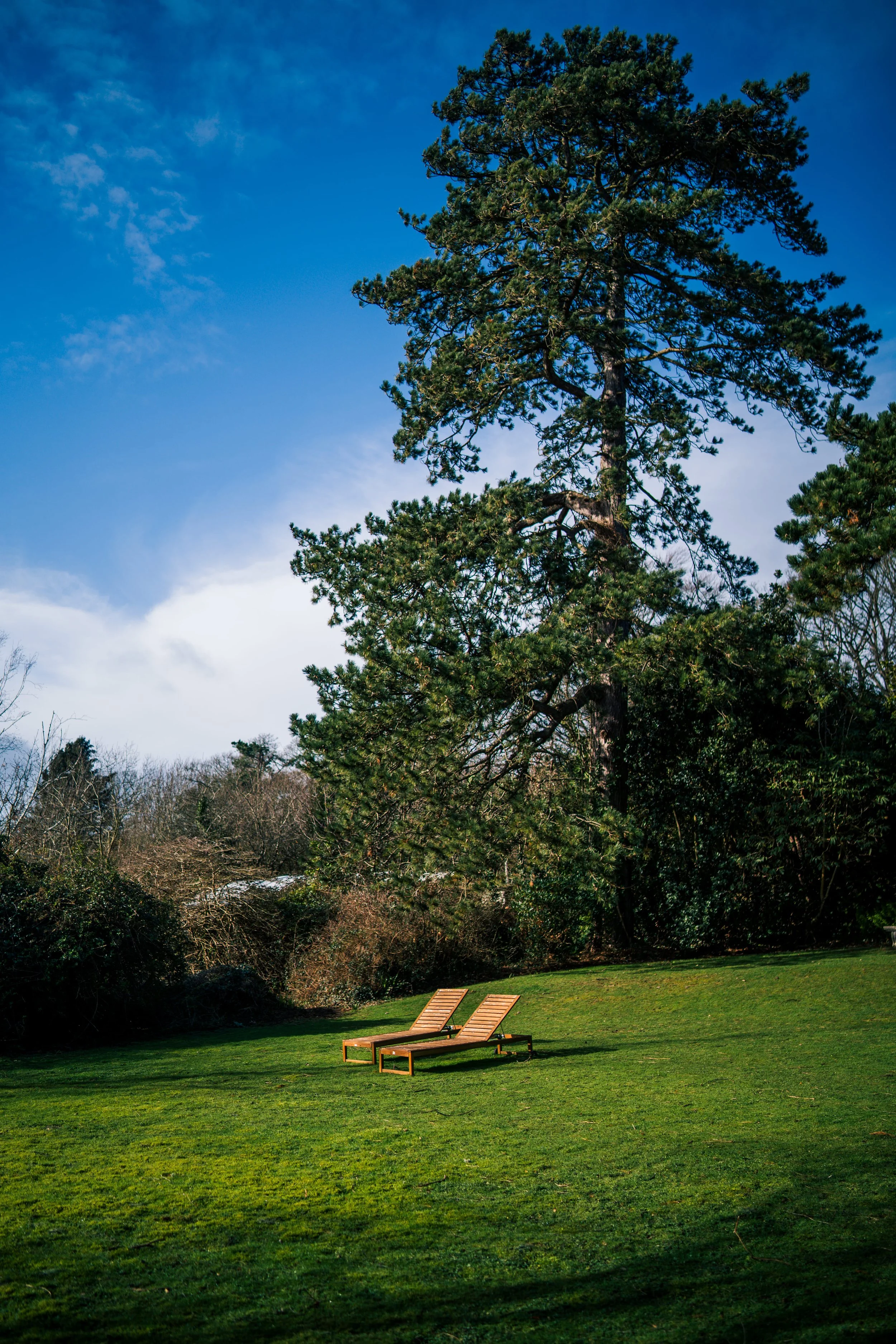 Two wooden lounge chairs on a grassy lawn with a large pine tree and blue sky in the background.