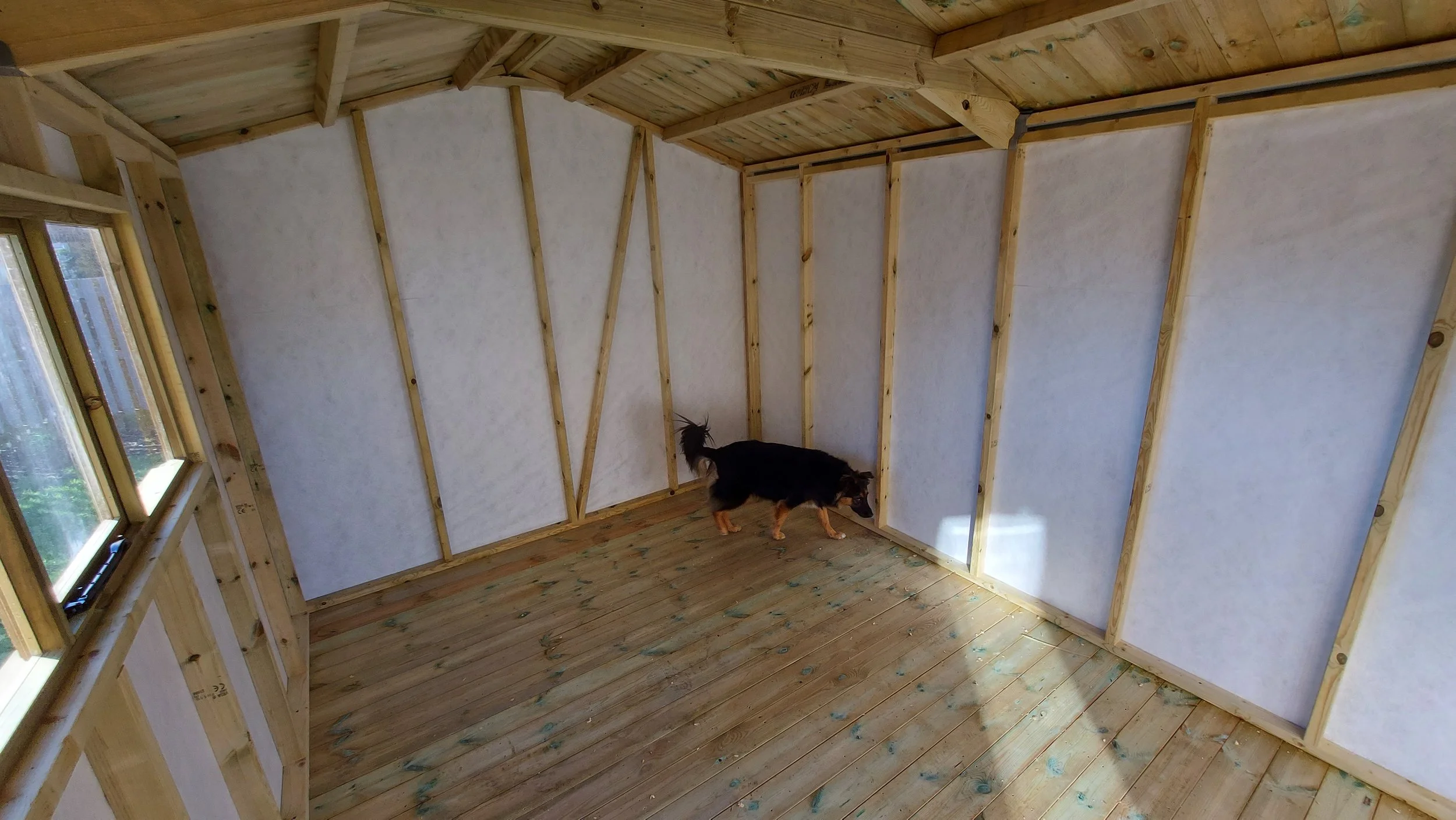A dog inside a wooden frame structure, with unpainted walls and ceiling, and a window on the left side.