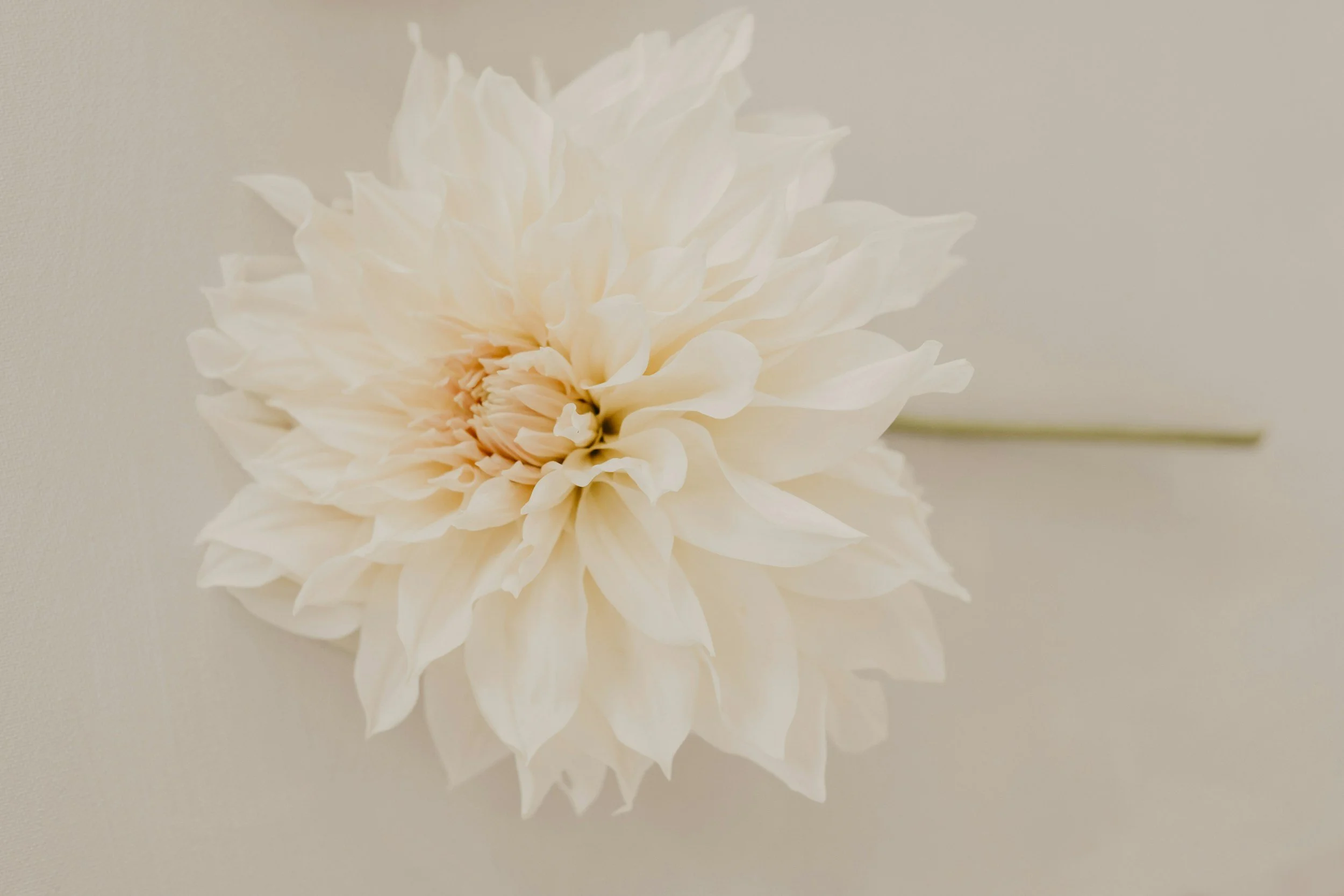 A white dahlia flower with soft petals on a light background.