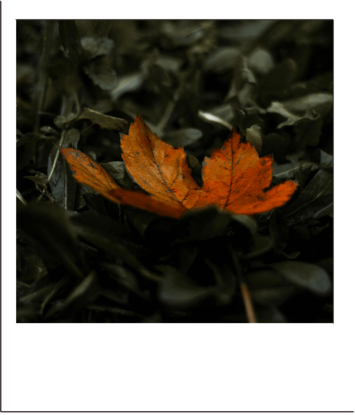 A polaroid of a maple leaf resting on dark green and brown leaves on the forest floor.