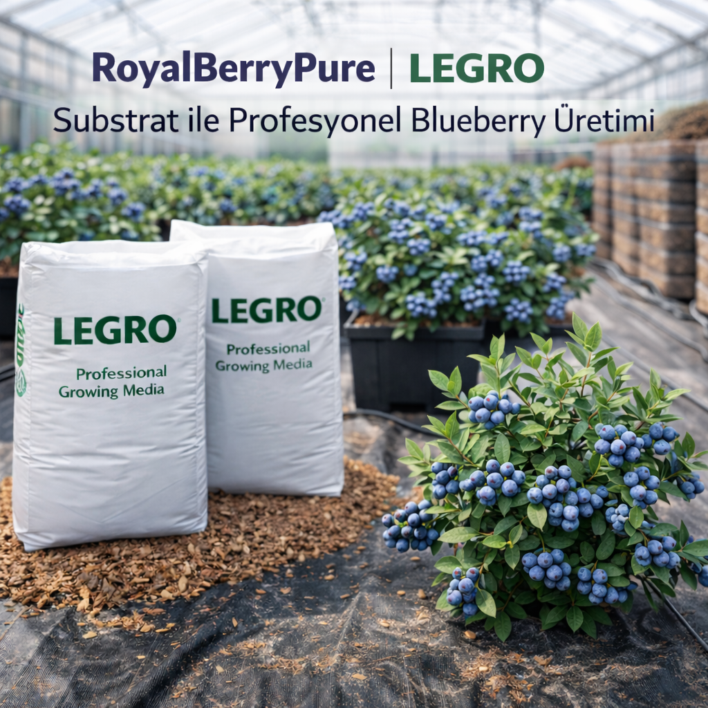 Blueberry Yetiştiriciliğinde Substrat ve Saksı Sistemi: Yüksek Verimin Temeli