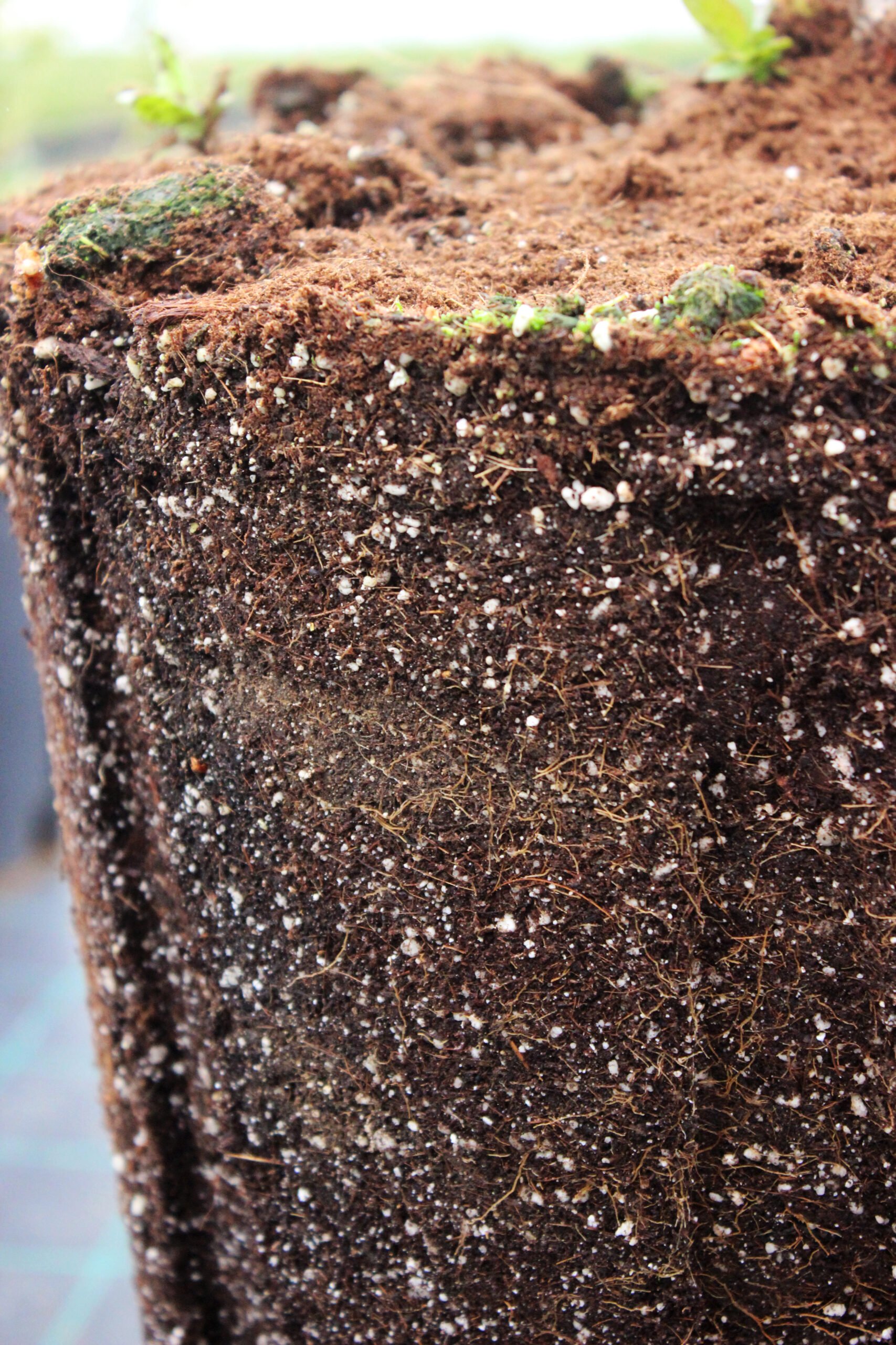 Özel Üretim BlueBerry Saksısı