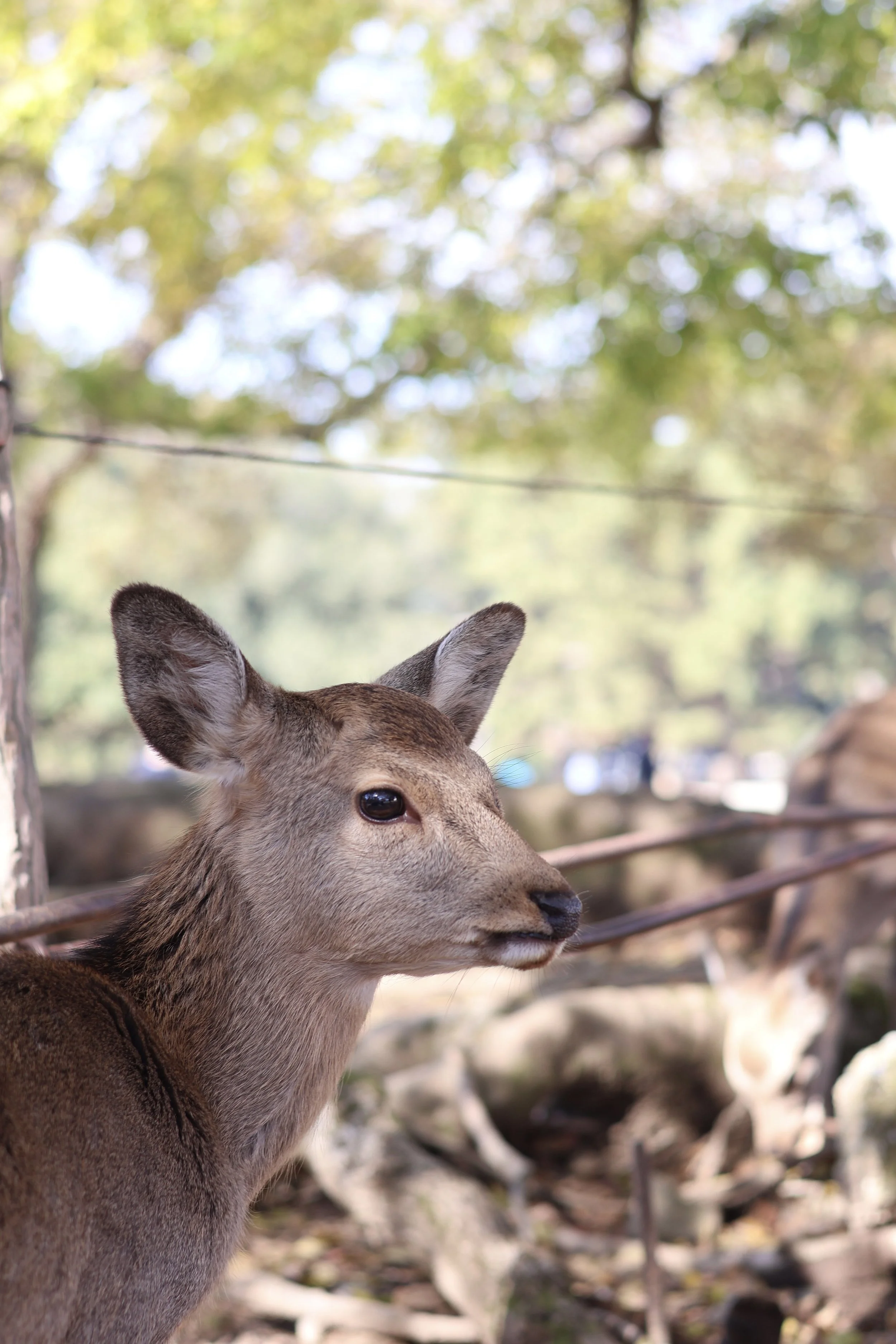 Un jeune cerf dans un environnement forestier.